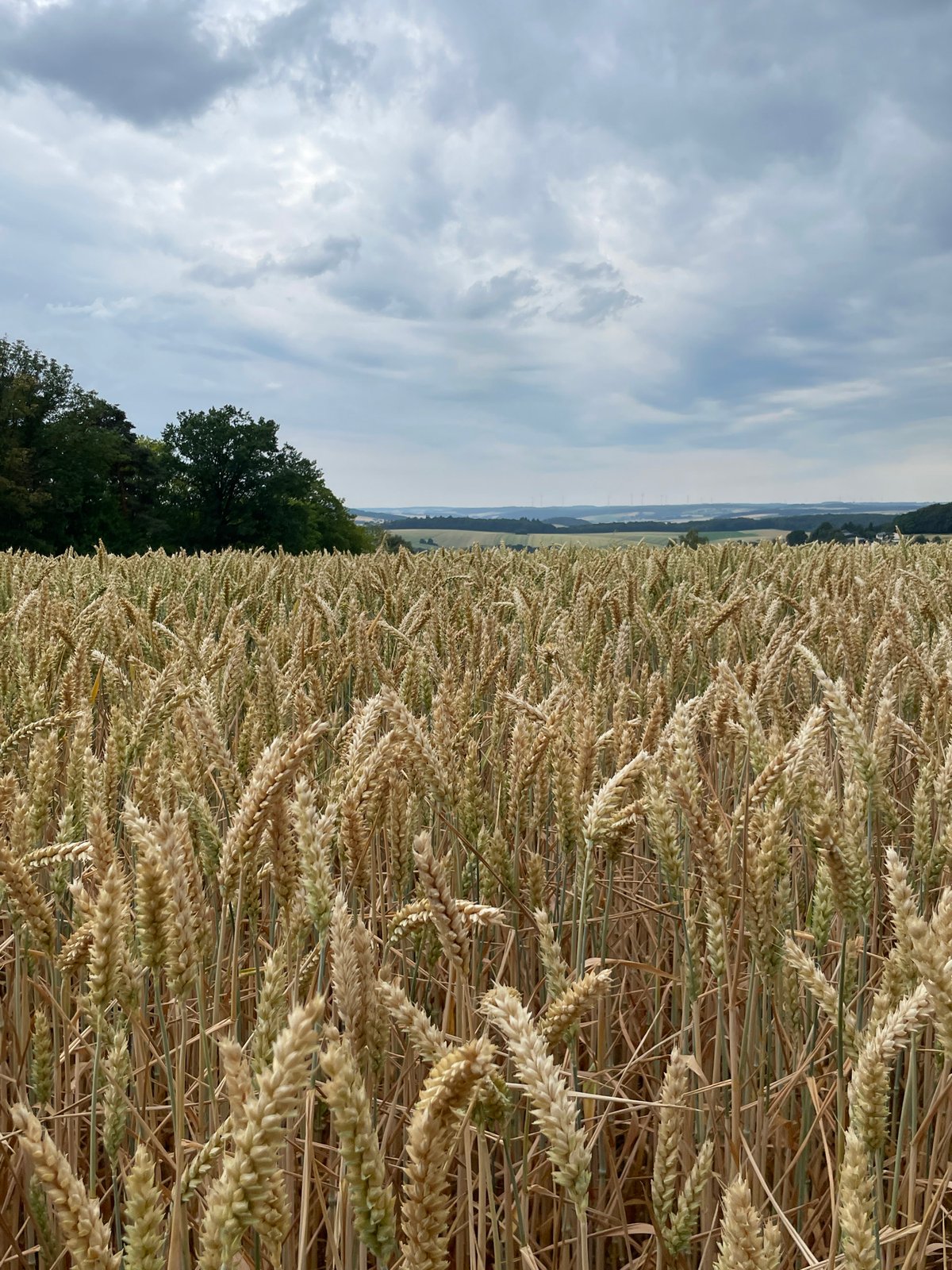 Golden wheat field near harvest time in rural Germany