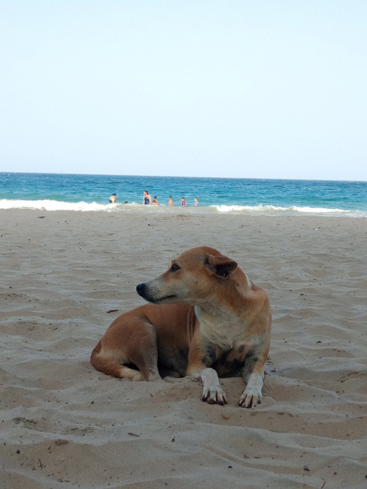 Dog rests on Pampatar beach amid evening seaside activity