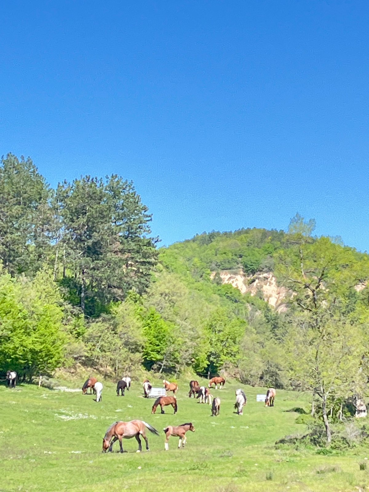 Horses graze on hillside in rural Zlatolist, Bulgaria