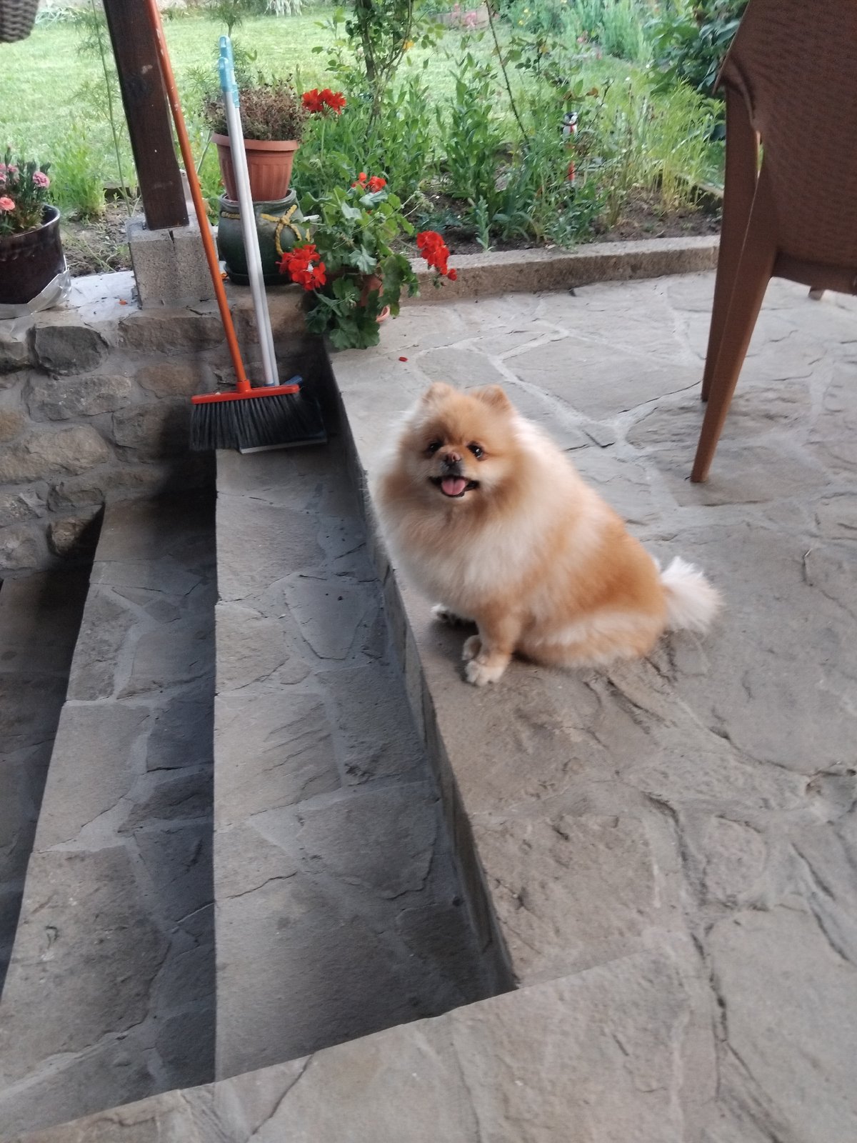 Pomeranian dog spotted on stone patio in Apriltsi, Bulgaria