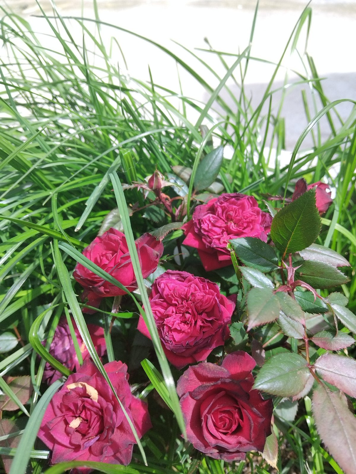 Spring garden blooms and Easter preparations documented in Nova Zagora