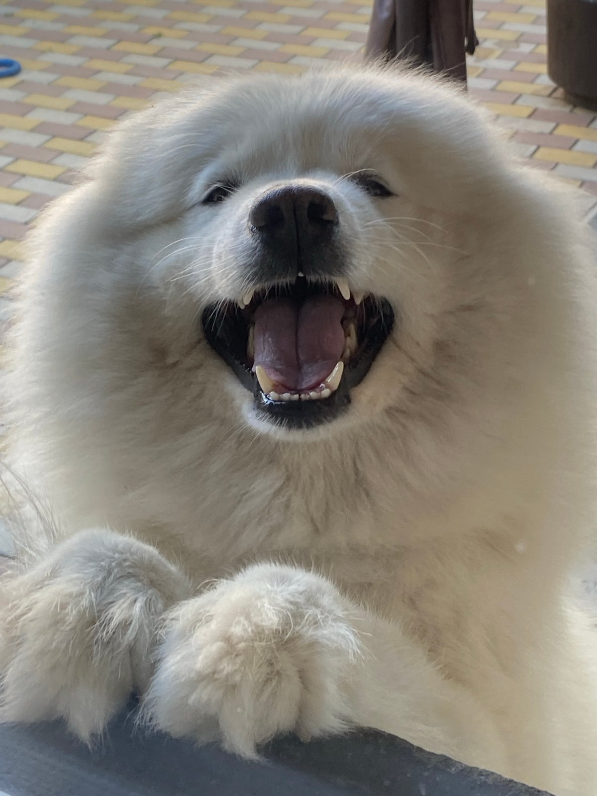 Samoyed dog caught smiling and exploring a brick walkway