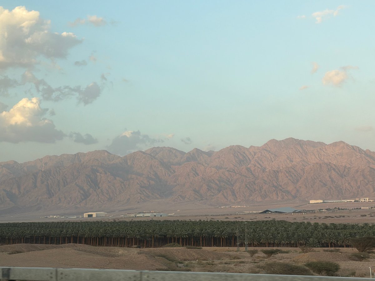 Desert landscape with palms documented in Eilat, Israel