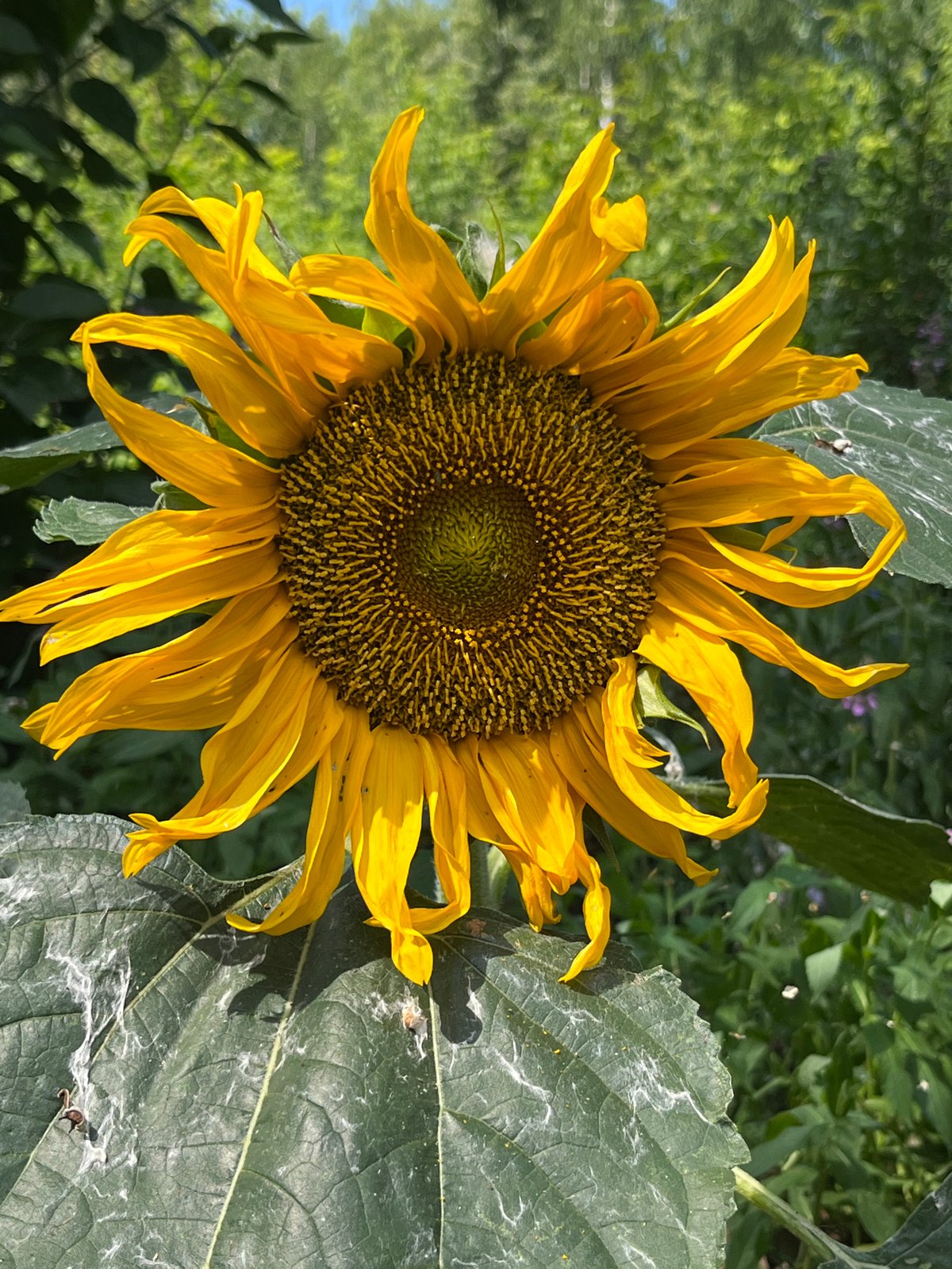 Sunflowers and a sidewalk pause in Chaikovsky, July morning