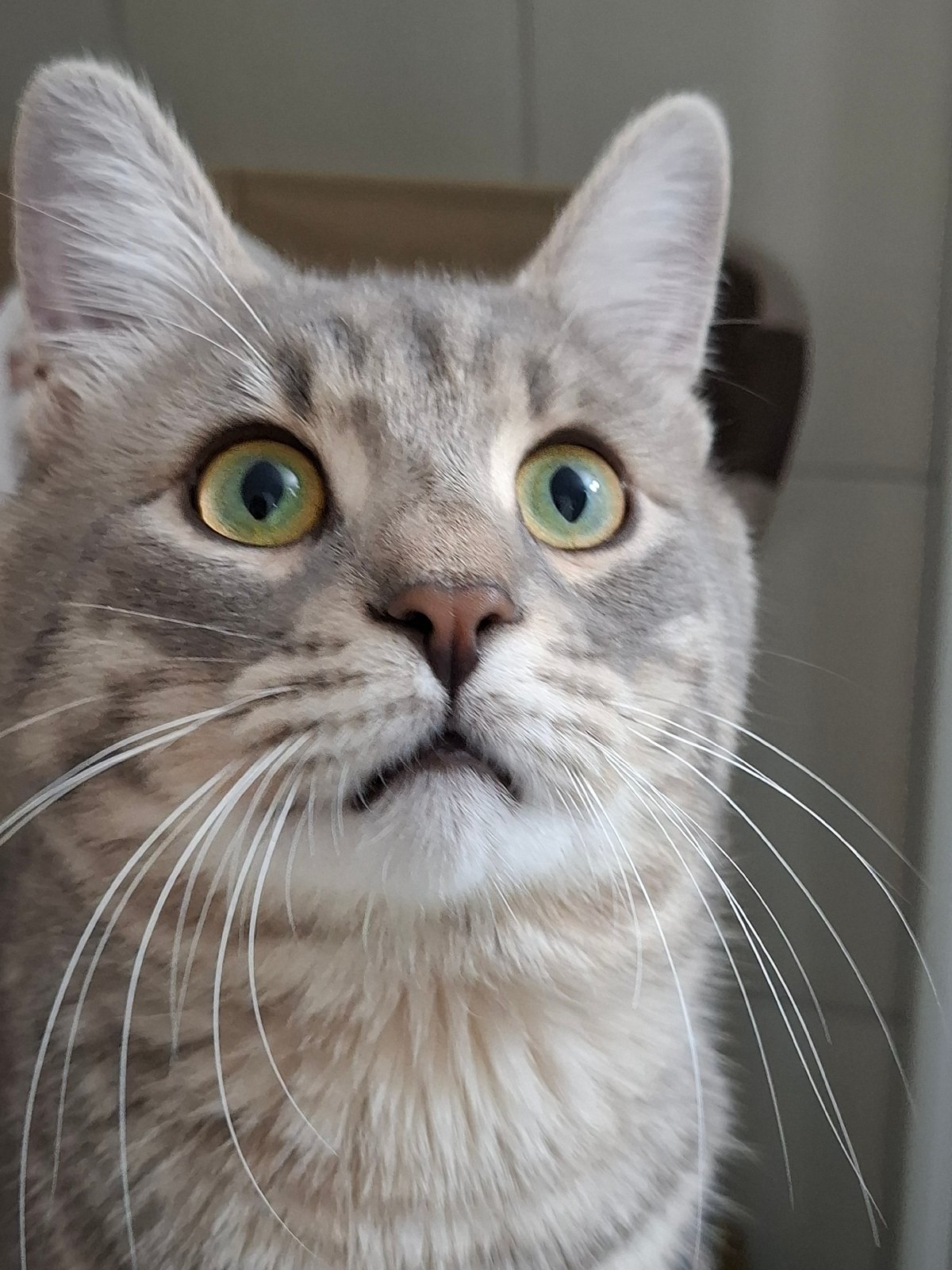 Gray tabby cat spotted throughout Novi Sad home Sunday morning