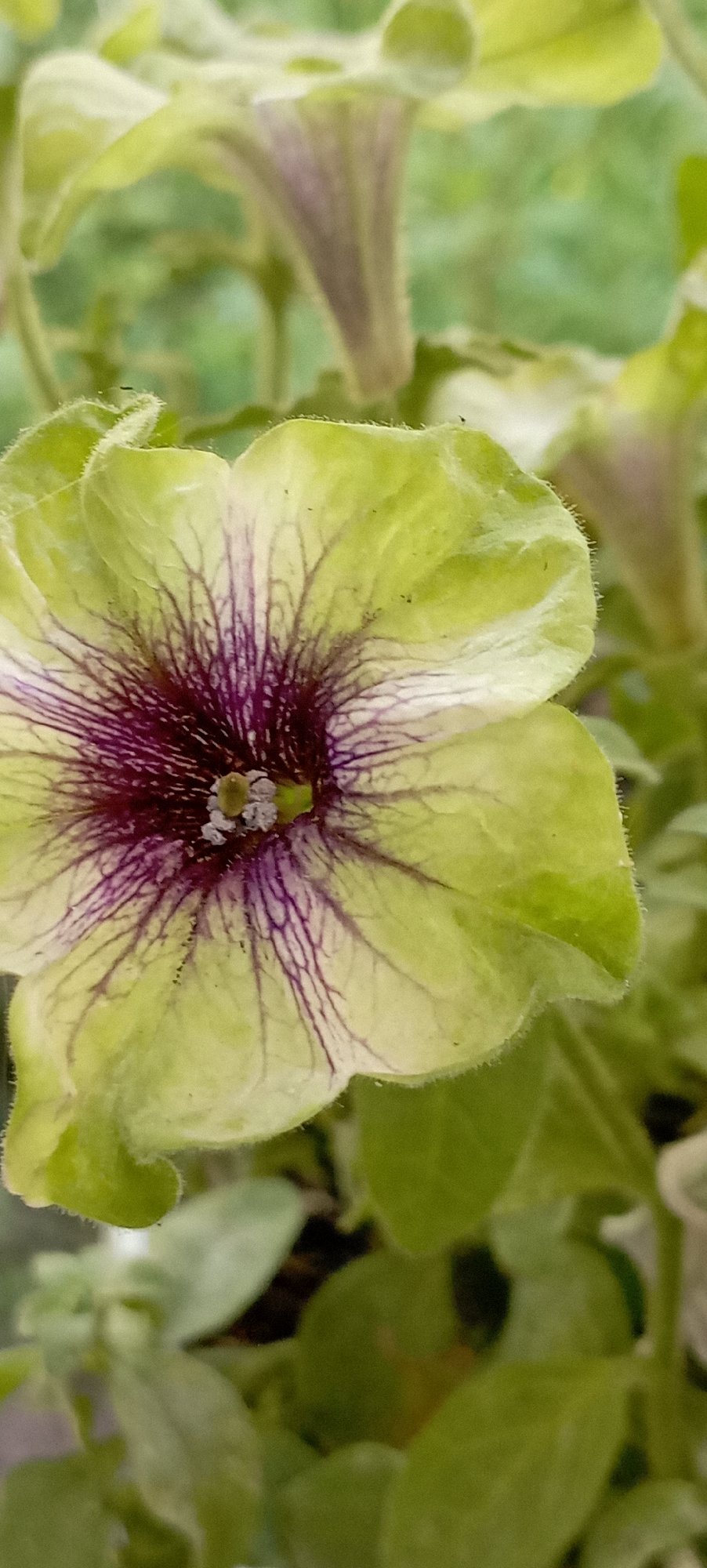 Close-up garden flowers: petunias and roses in warm light