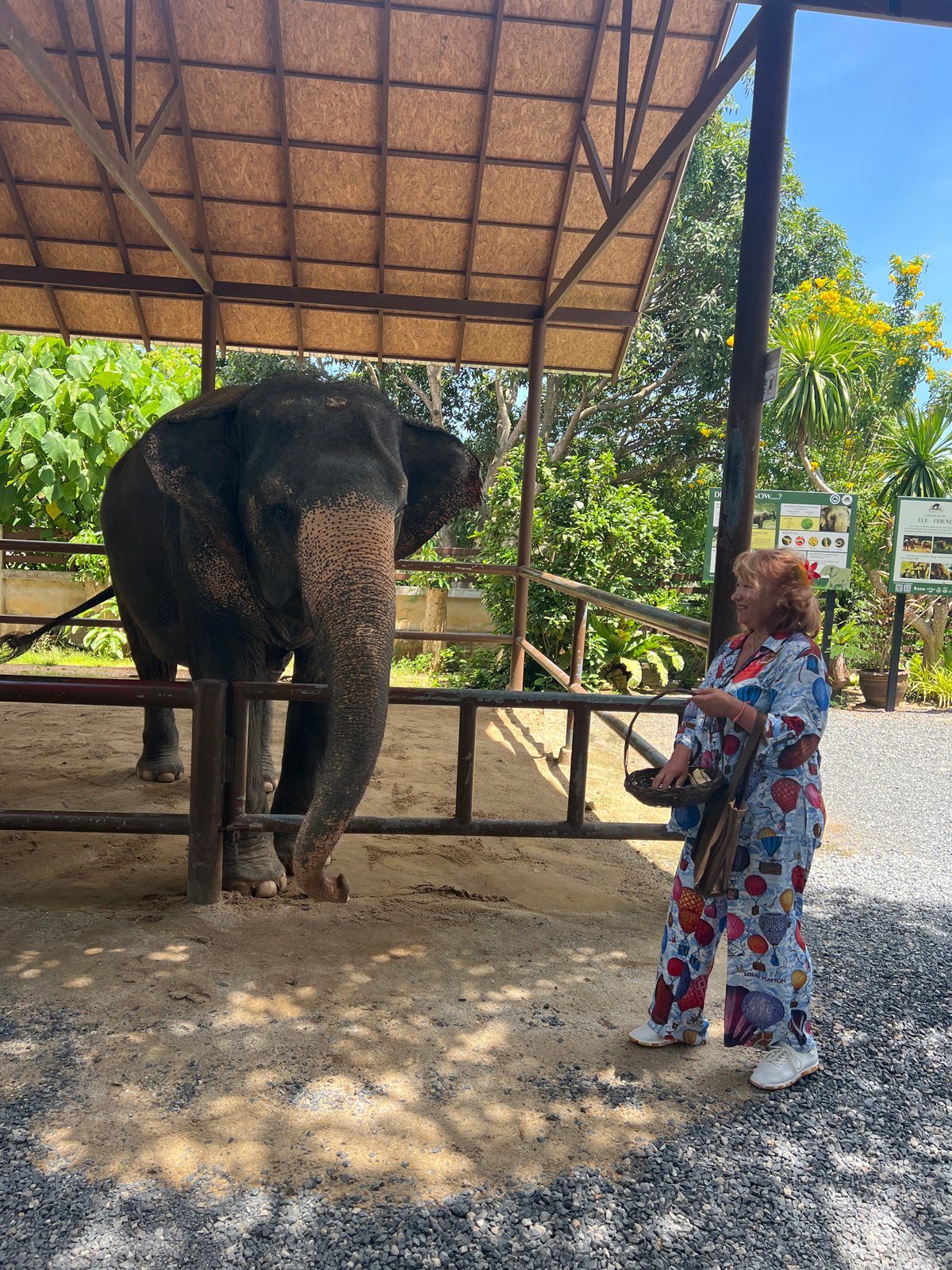 Tourist elephant interactions documented at Thai facility