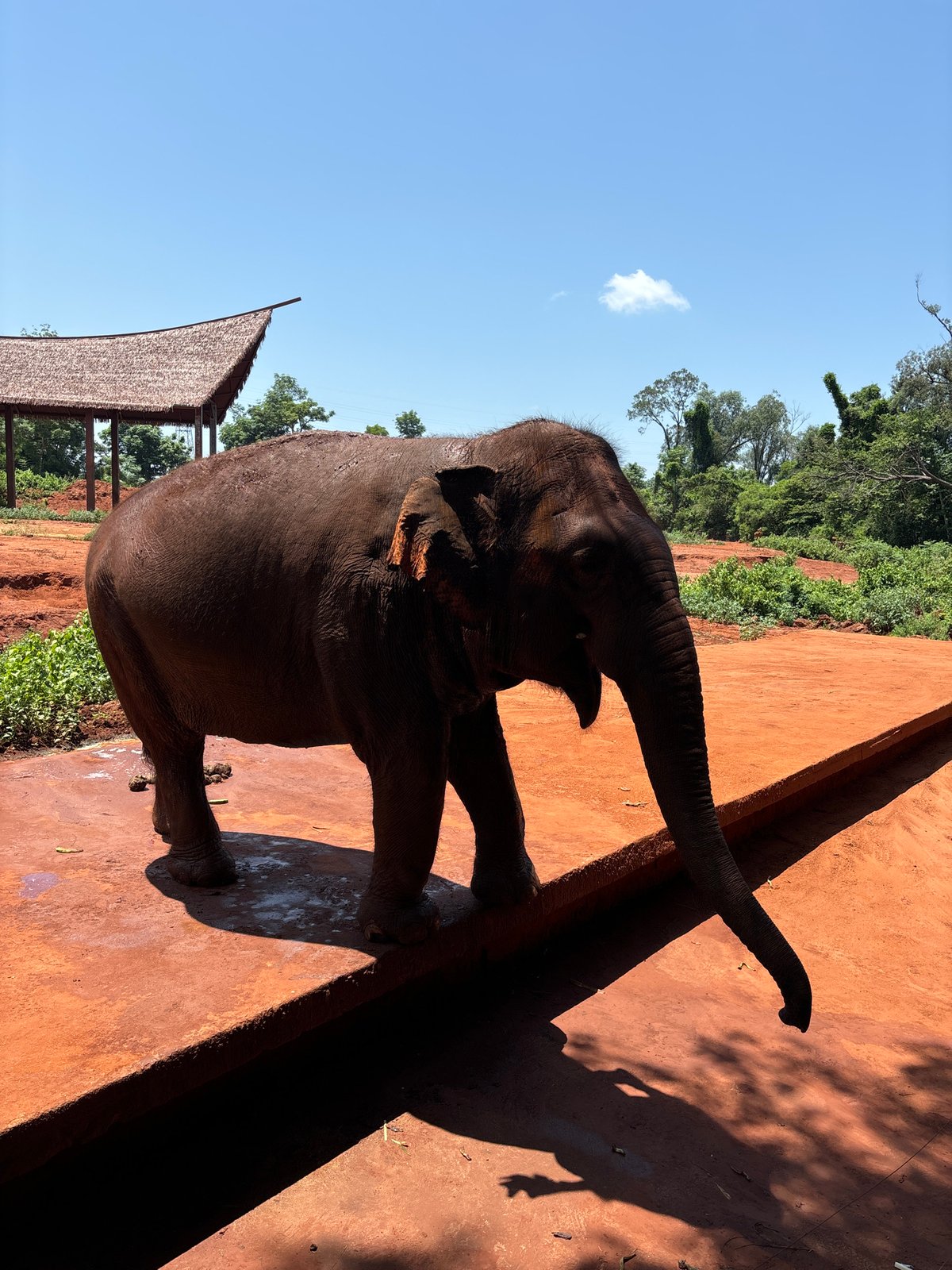 Elephant at outdoor enclosure in Xiuying District, China