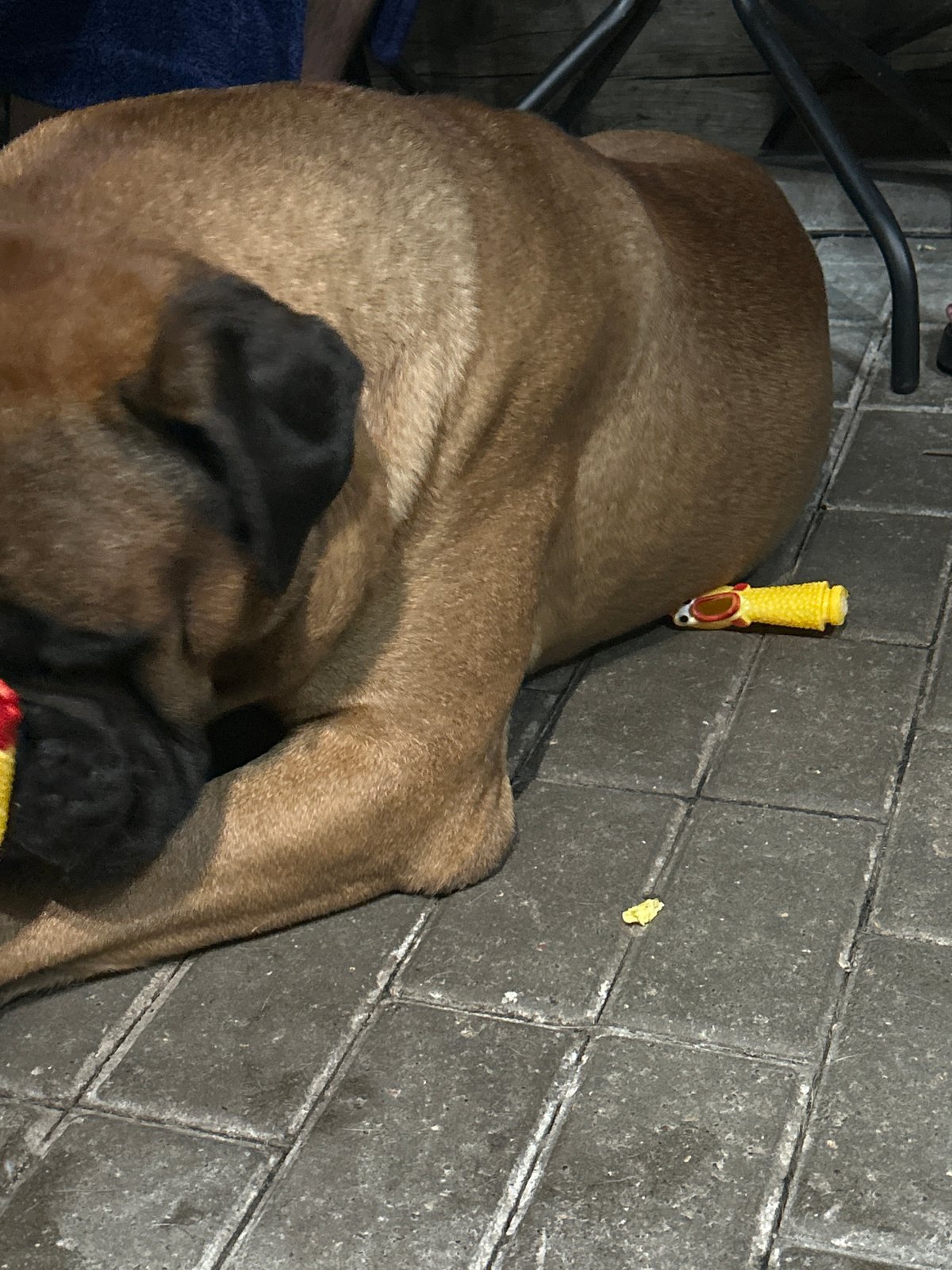 Mastiff lounges on tile with a chew toy nearby