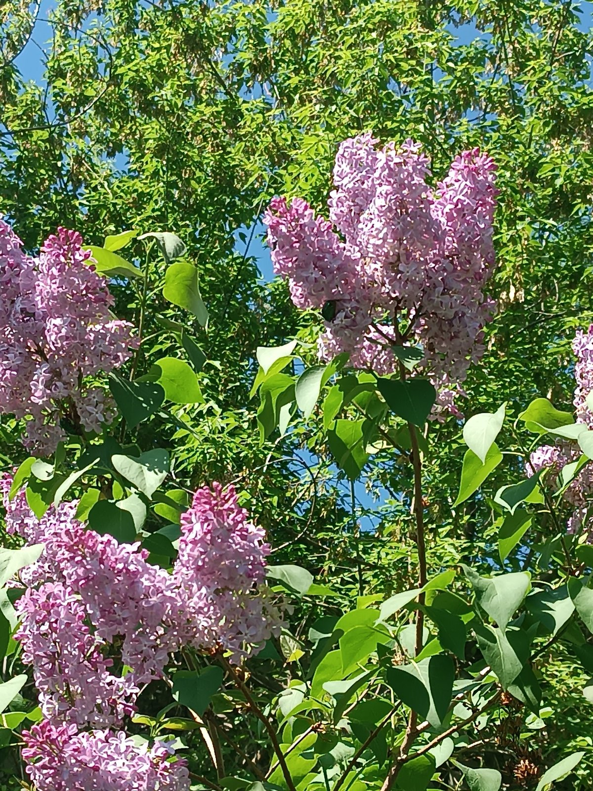 Spring morning captured in Chaikovsky: lilacs, gym sessions, outdoor moments