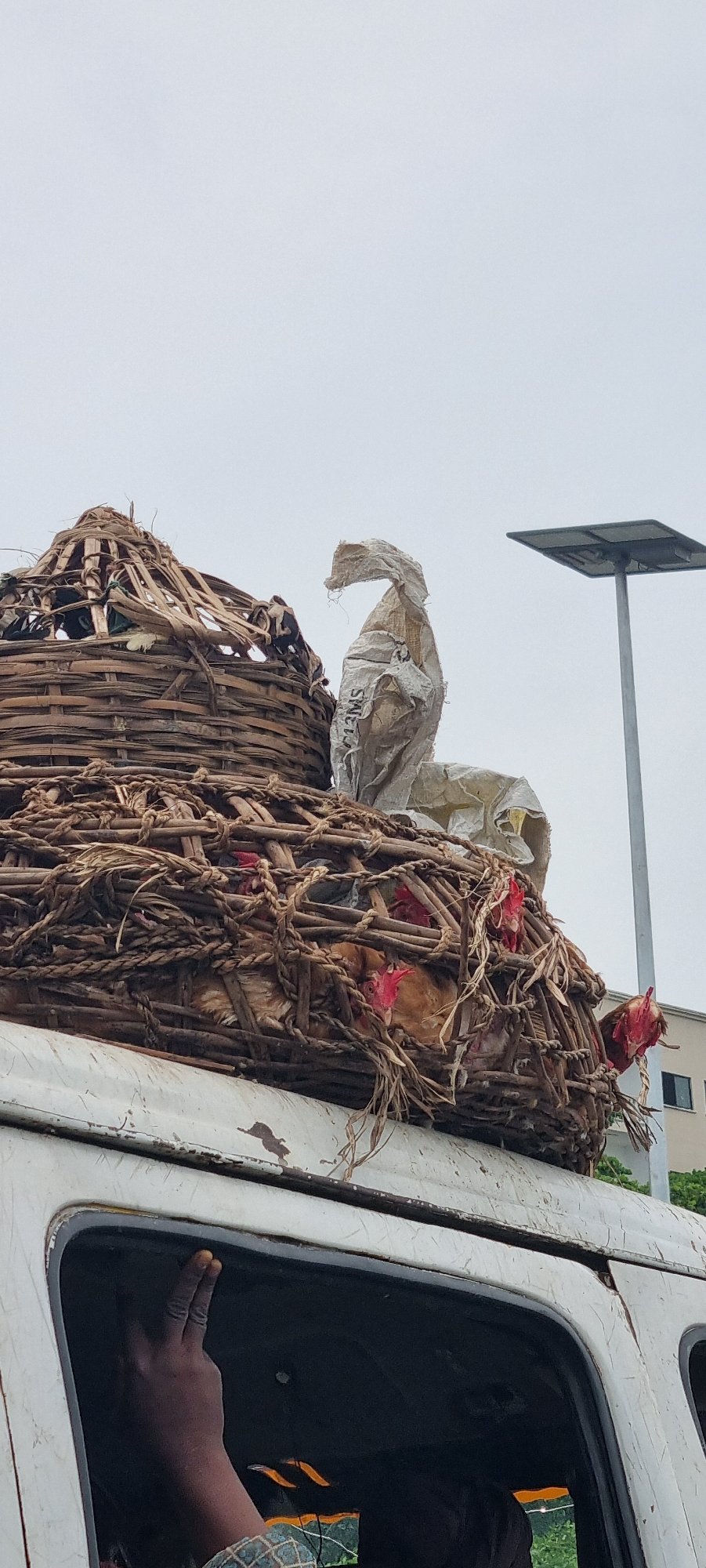 White van transports live chickens in rooftop basket, Lekki