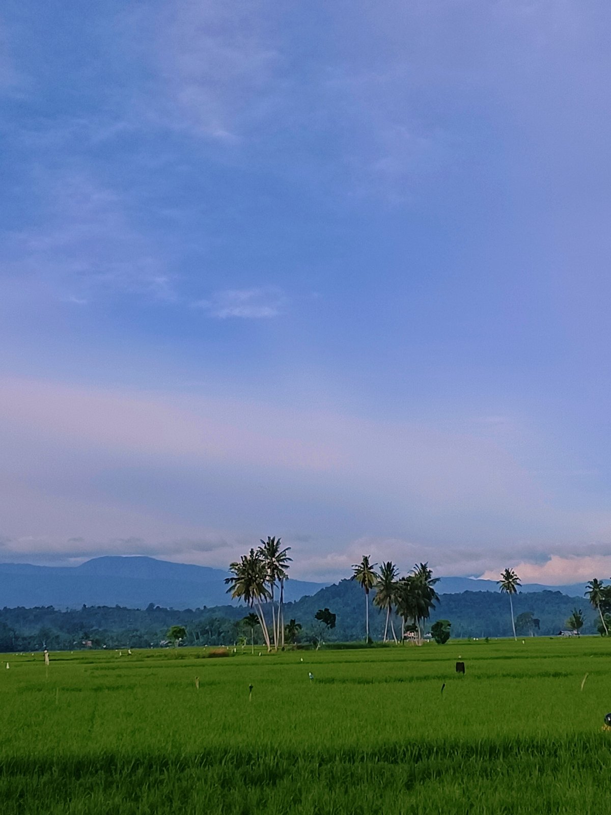 Green rice paddies and rural calm in Kampung Jumpa, Indonesia