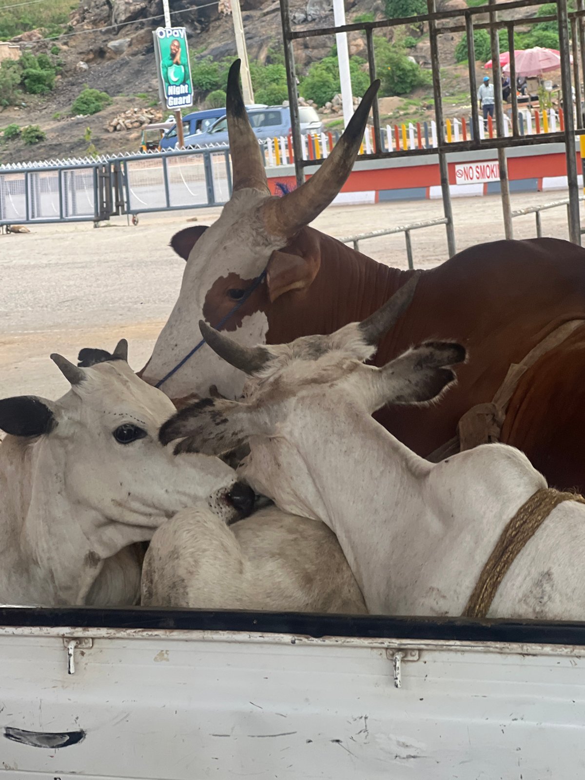 Cattle transported in truck bed, Gura Top Nigeria