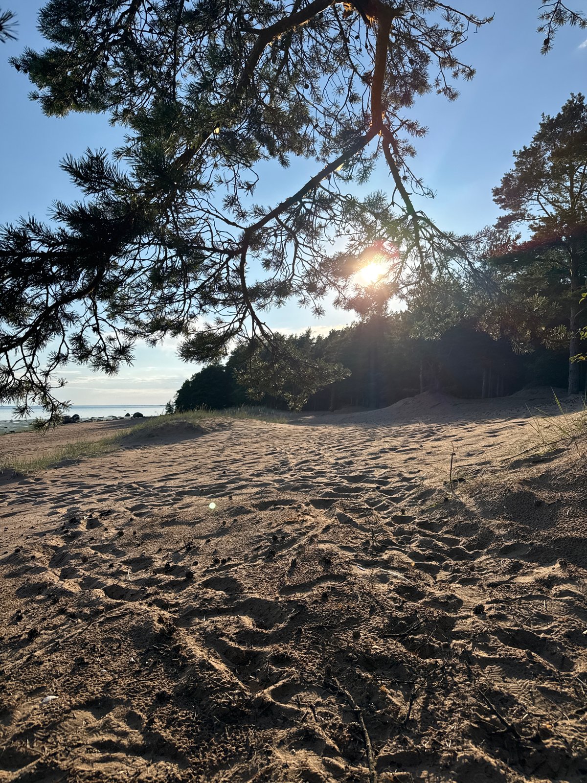 Sandy coastal path meets forest and sea at Krasnaya Gorka