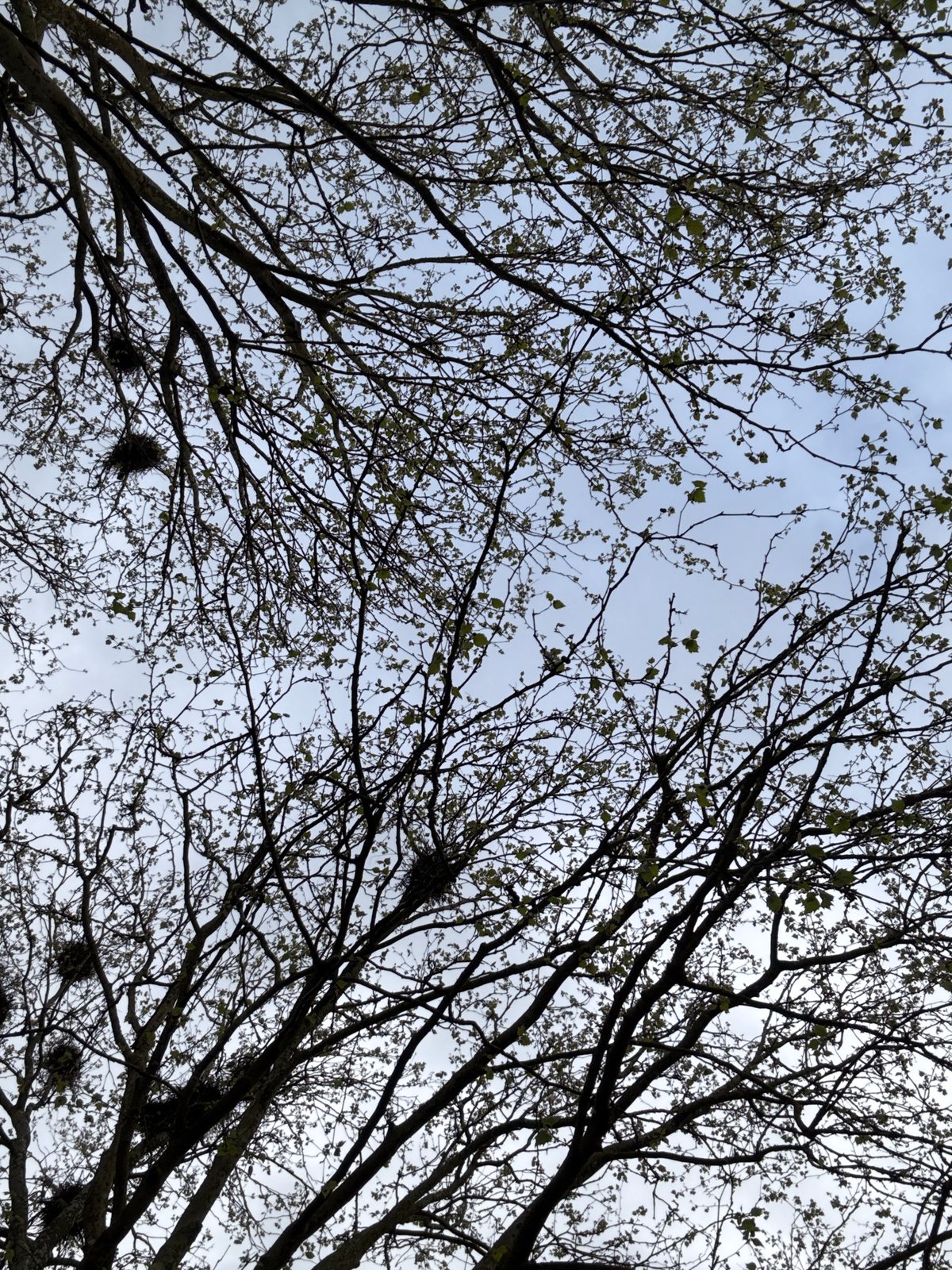 Morning dog walk captured in Esch-sur-Alzette under overcast skies