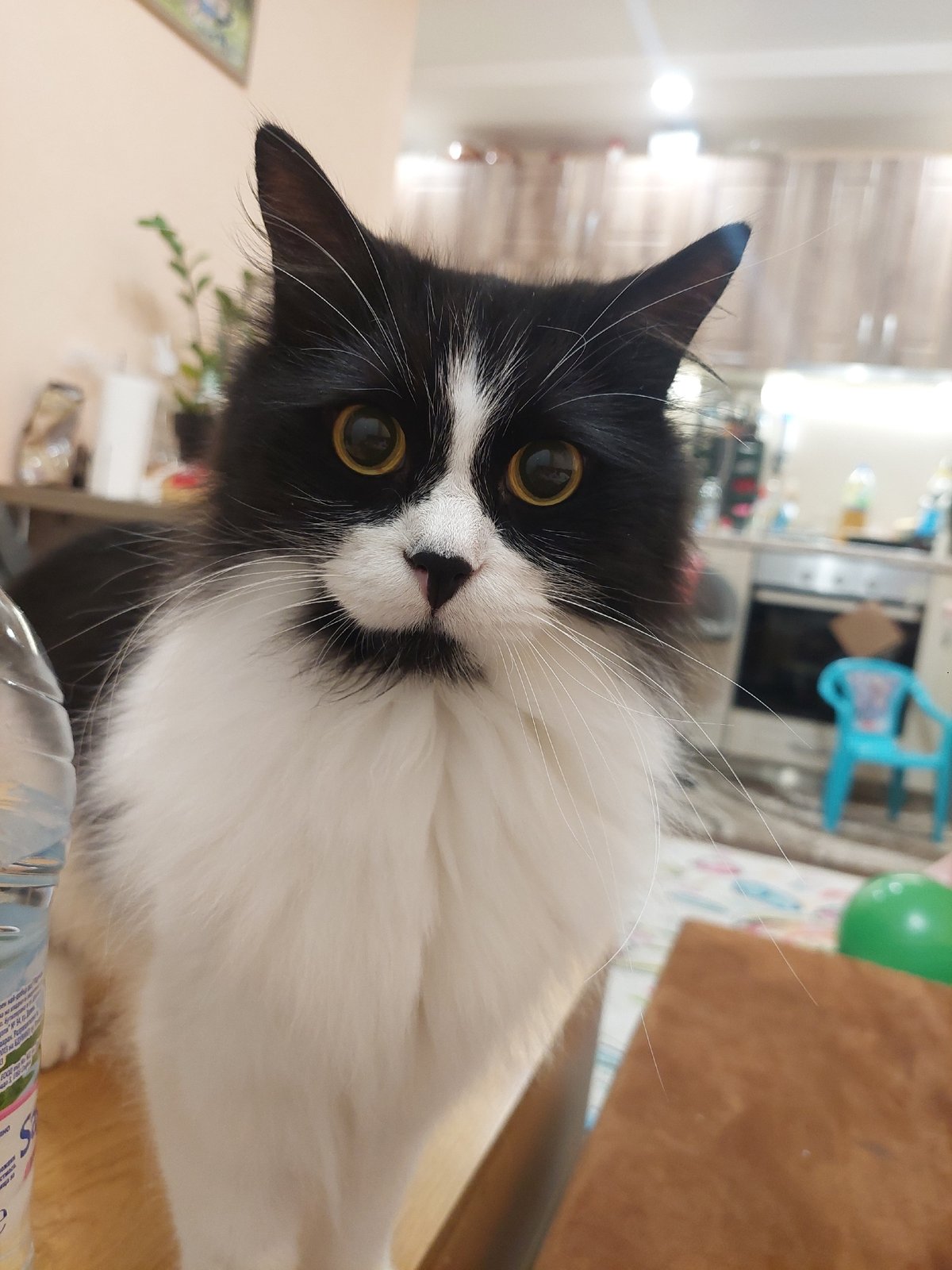 Tuxedo cat photographed in multiple indoor moments in Plovdiv