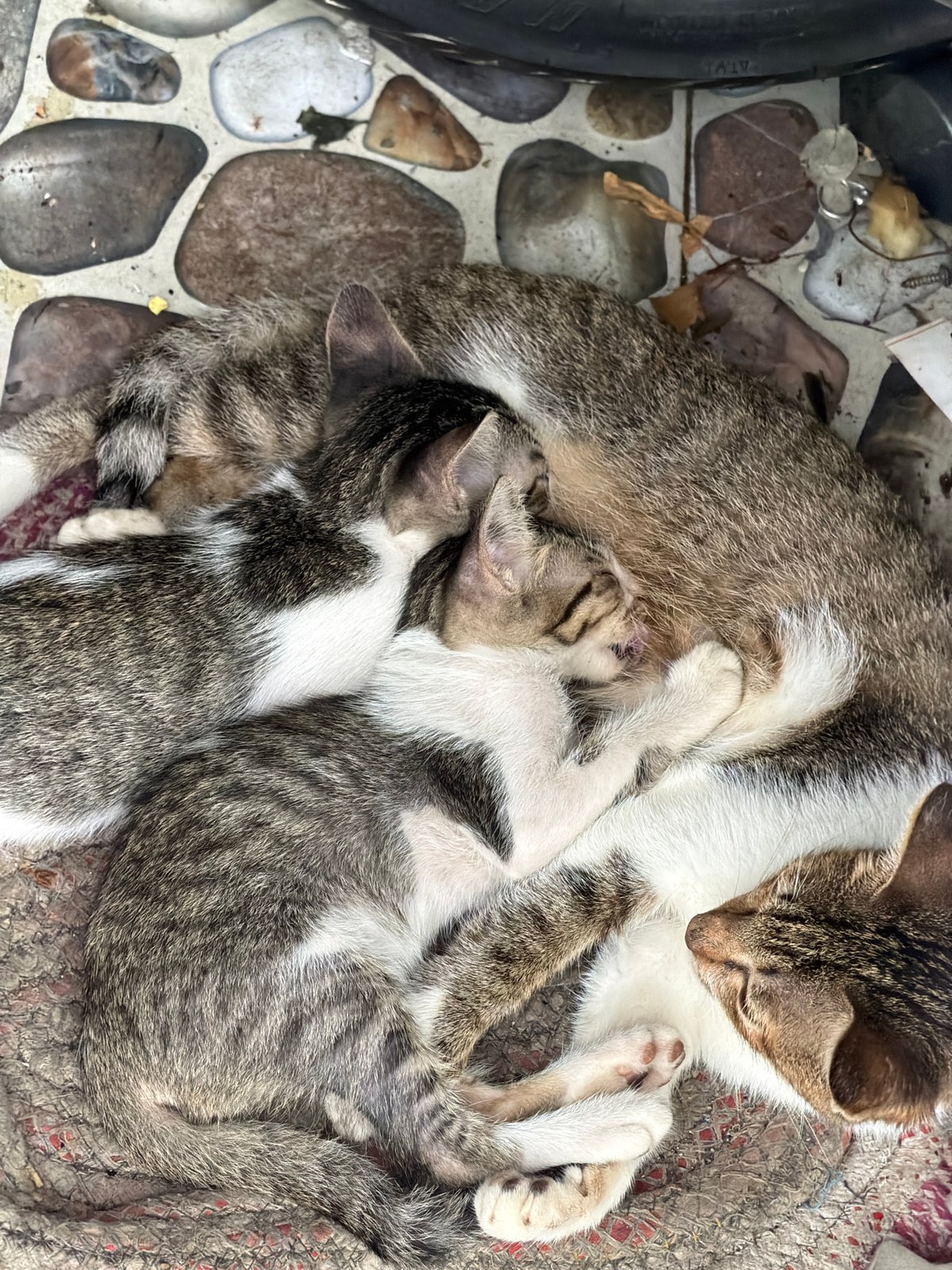 Mother cat, kittens, and child observed on Nha Trang street