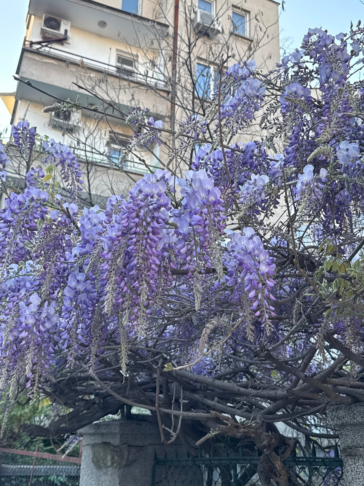 Wisteria blooms captured in full display in Plovdiv