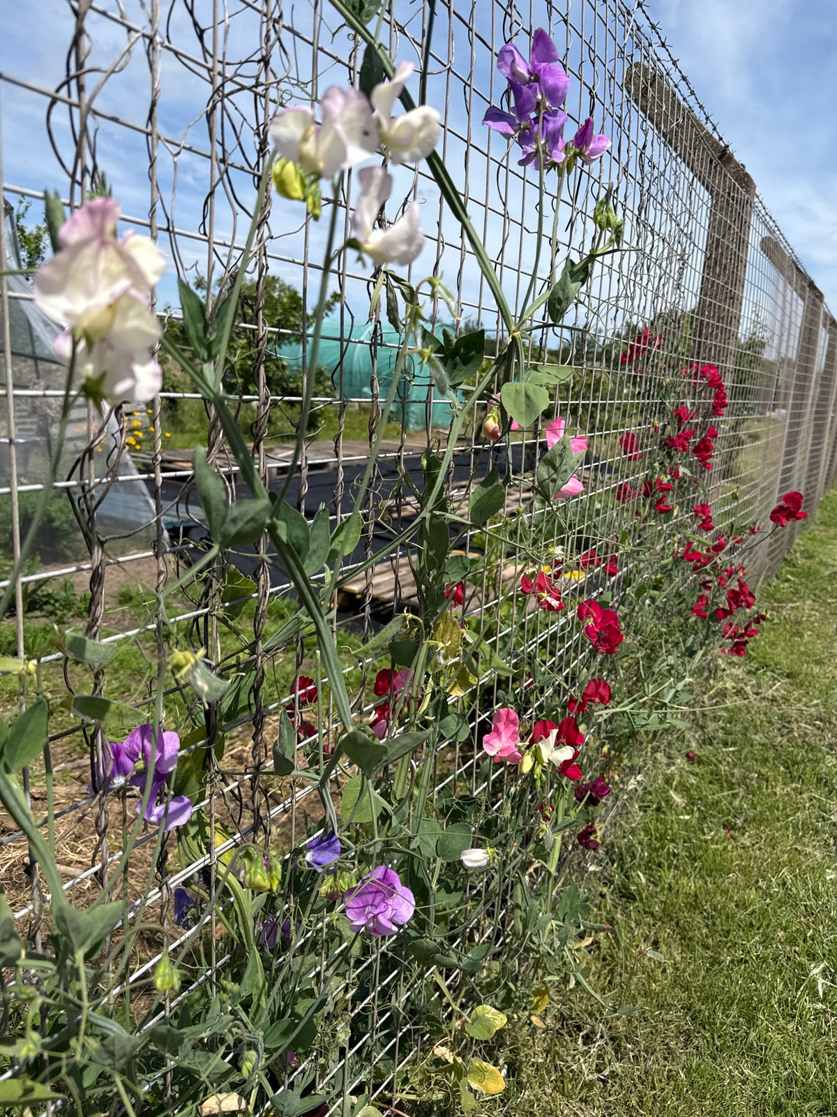 Sweet peas and wildflowers growing along wire fences in Great Yarmouth