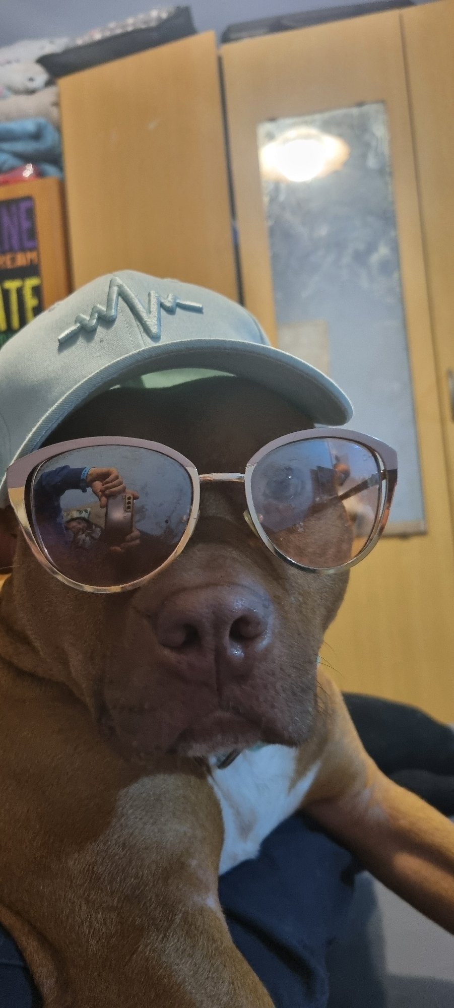 Dog wearing sunglasses photographed lounging indoors during afternoon session