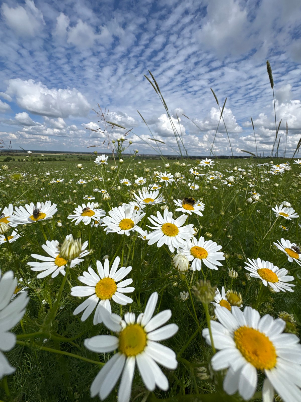 Daisy field and open skies in rural Kaporskoe, Russia