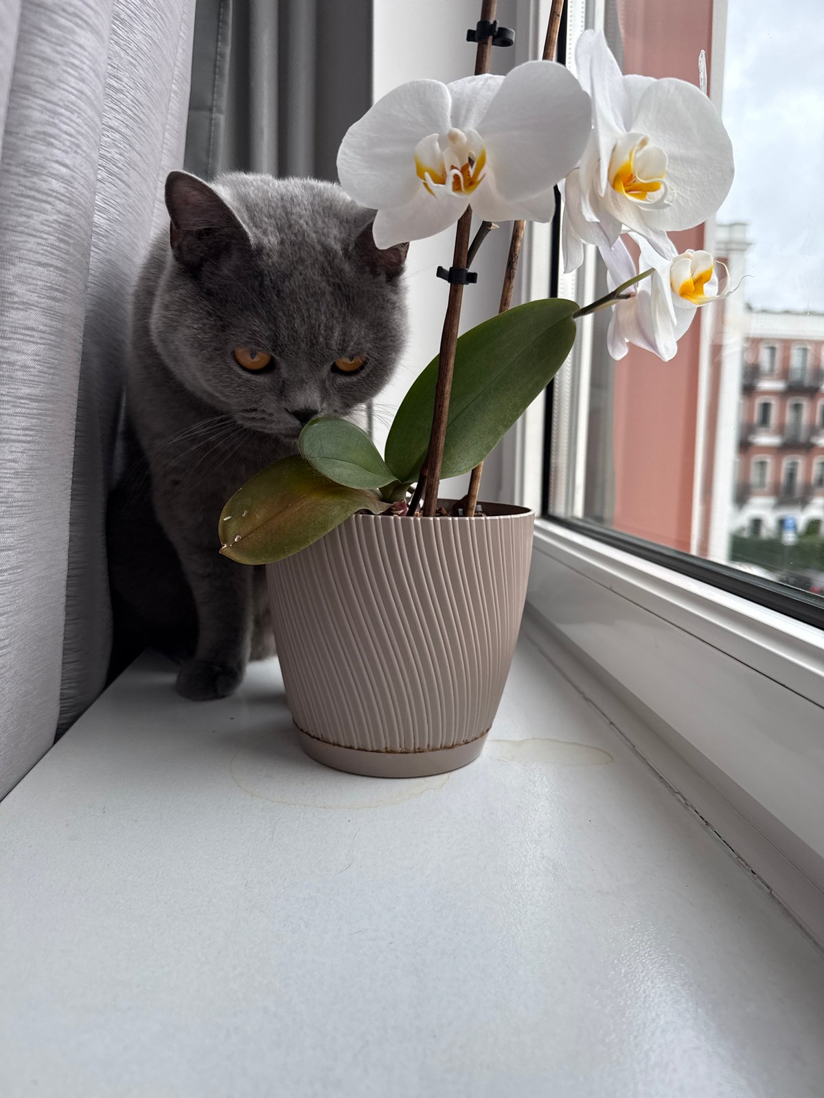 Cat on a windowsill, cloudy skies over Zielona Góra