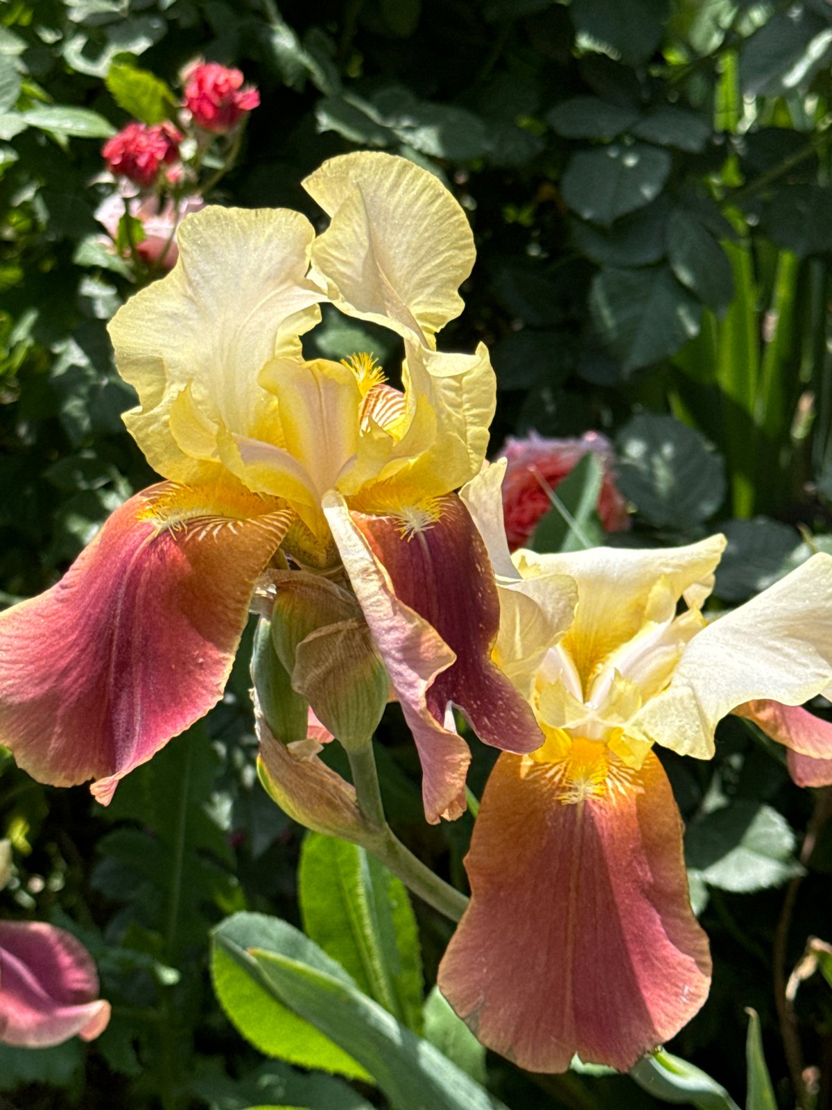 Morning garden blooms documented in Novopokrovka, Kyrgyzstan