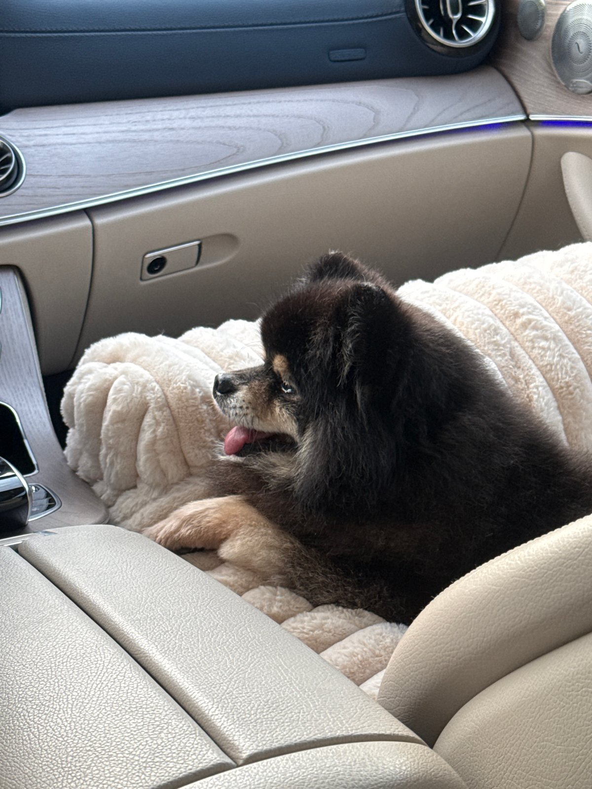 Pomeranian riding shotgun on a warm Moscow afternoon