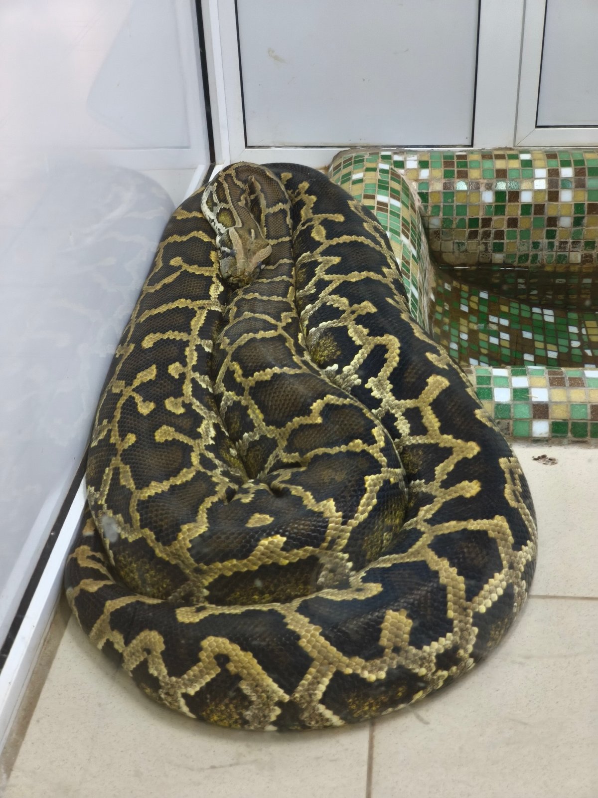 Various reptiles observed in enclosures during morning hours
