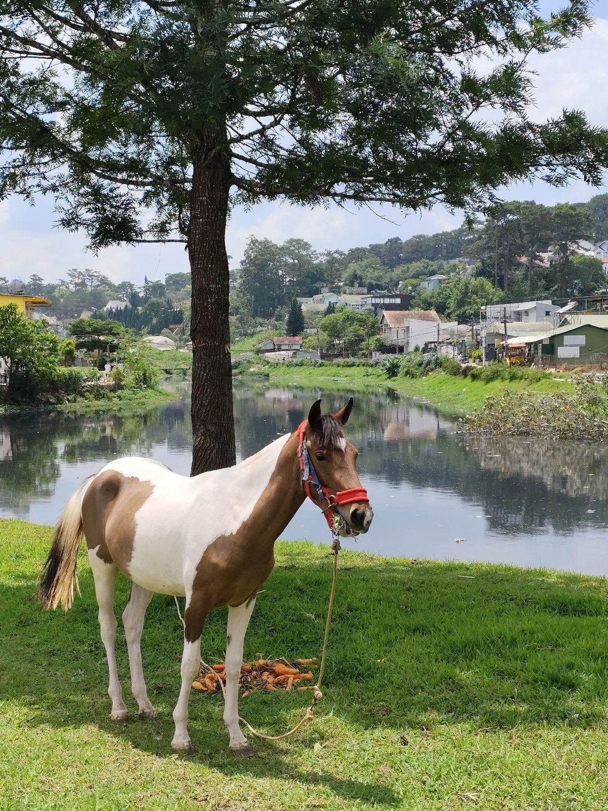 Horse grazes near water with carrots in Da Lat