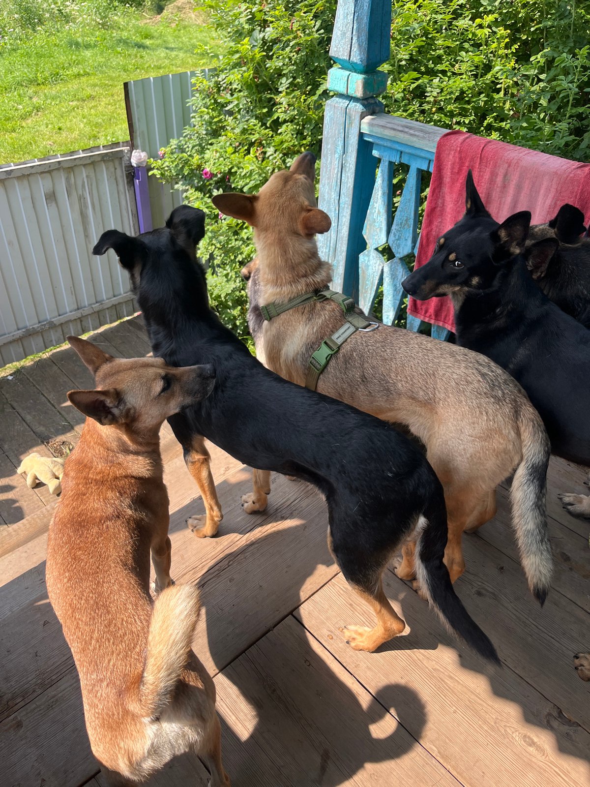 Pack of mixed-breed dogs roaming a rural backyard in Nizhny Tagil