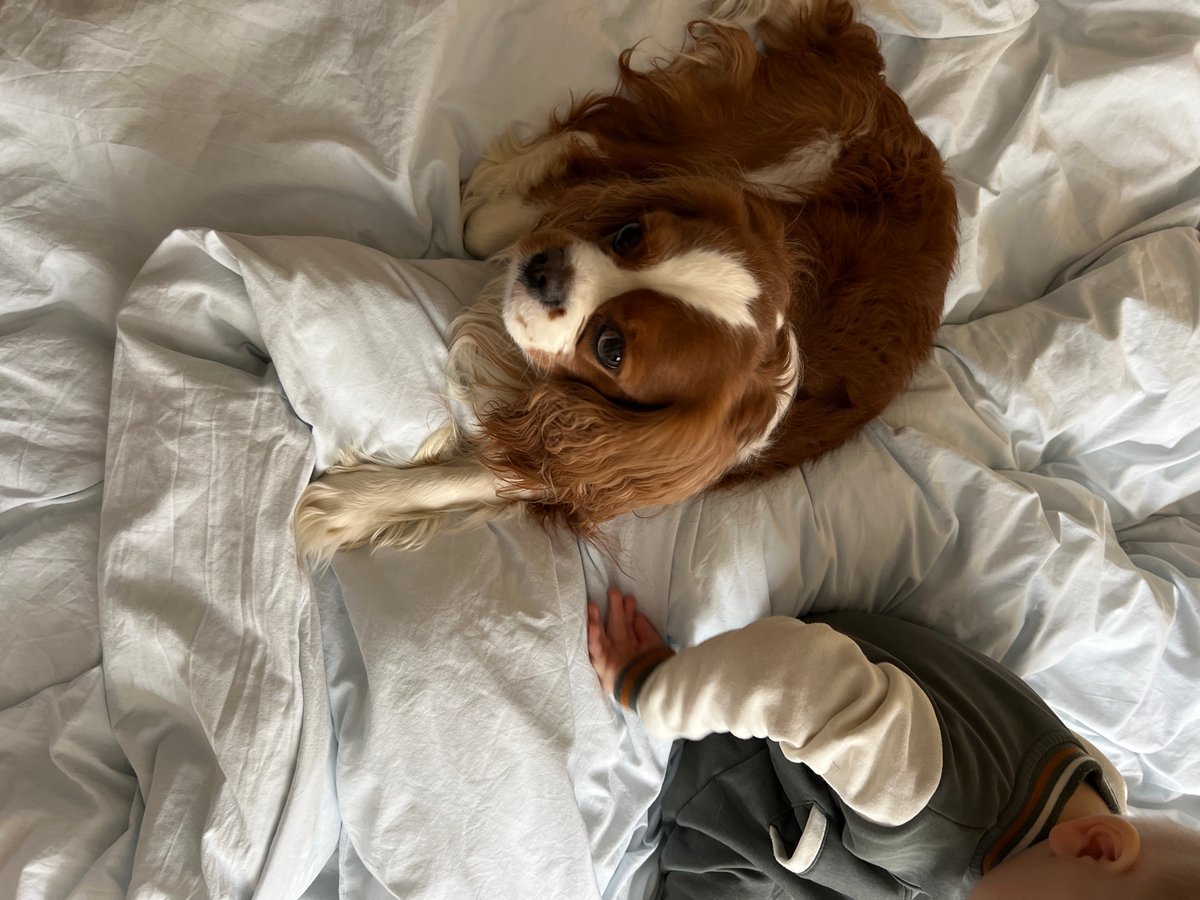 Morning domestic moments captured in Khimki: child with dog, flowers