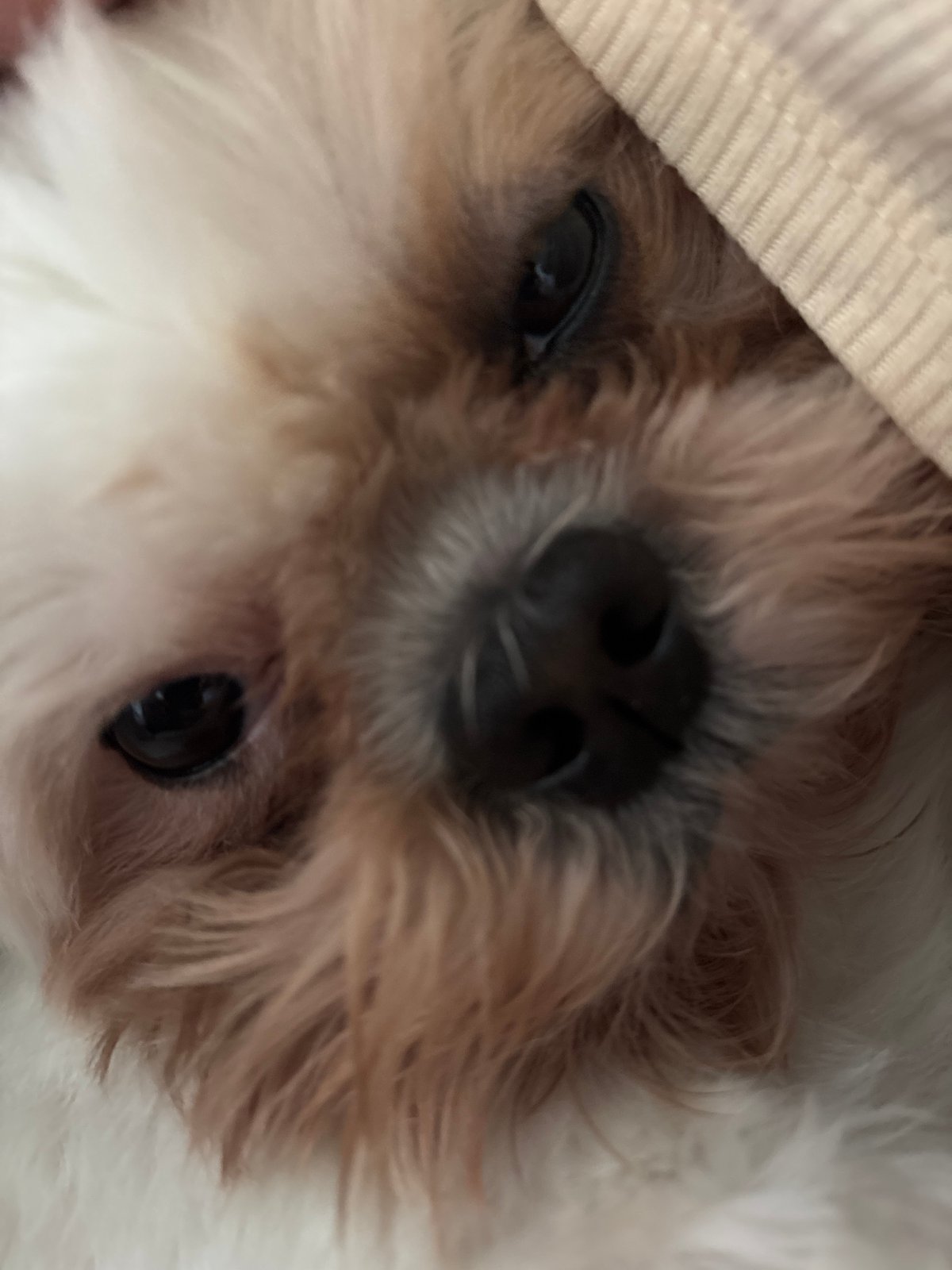 Small dog photographed in multiple close-ups in Sofia