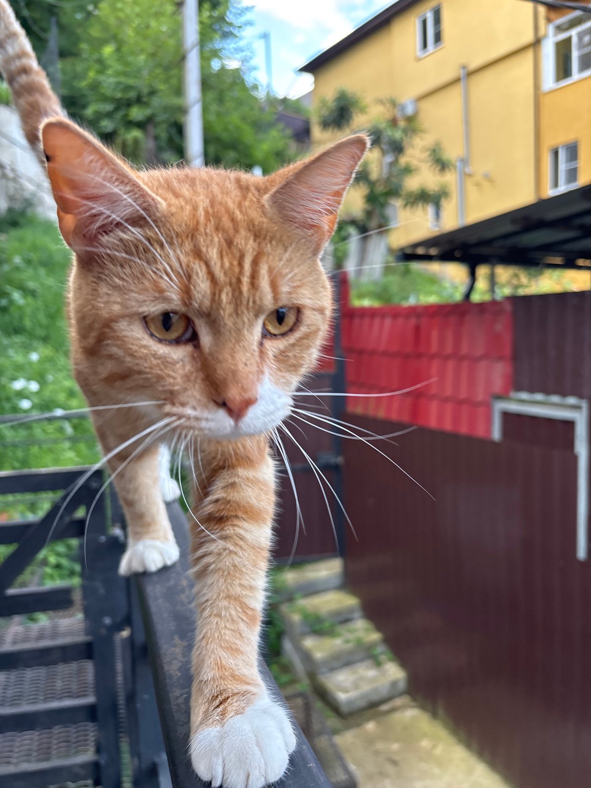 Orange tabby claims a railing in Sochi, pug nearby