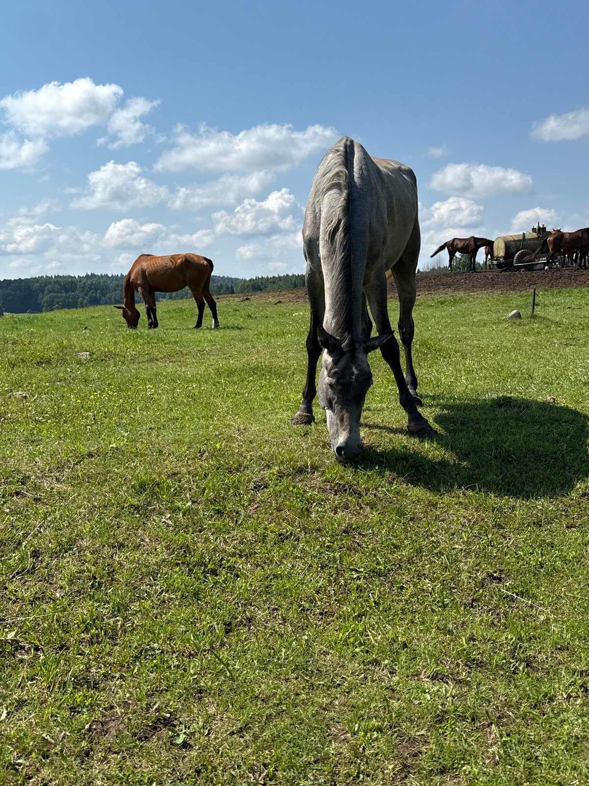 Mixed herd grazes across Galinė pastures on a bright summer morning