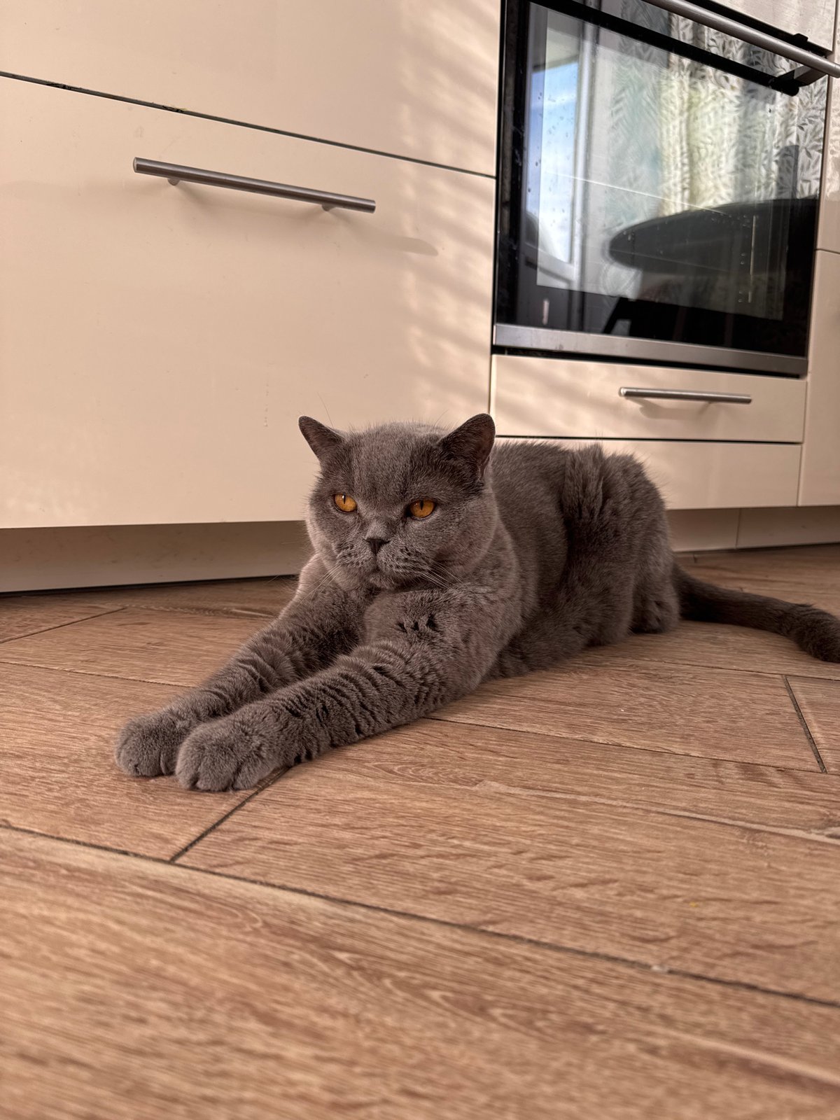 British Shorthair cat relaxes on kitchen floor in Russia
