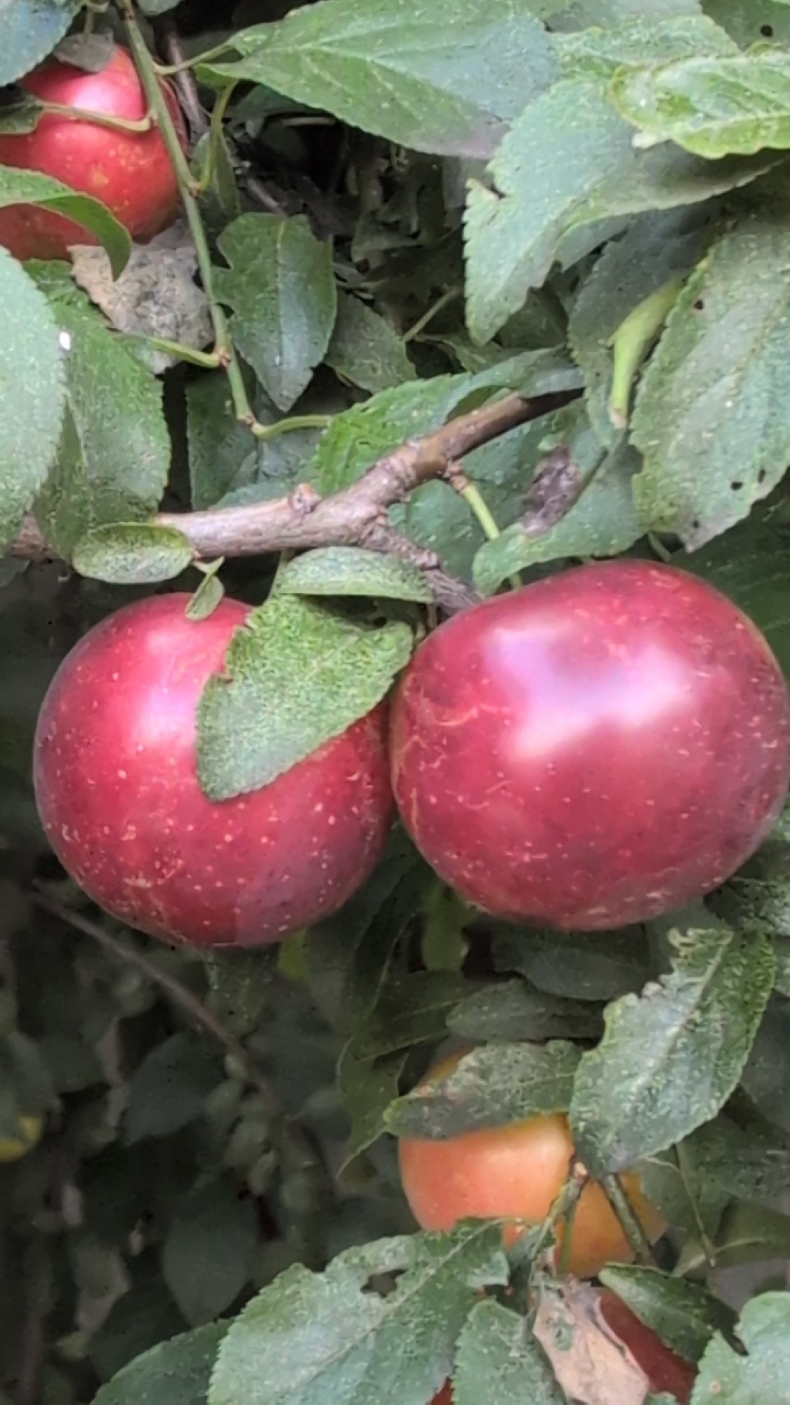 Afternoon in an Izmail garden: roses, fruit, bugs, and skies