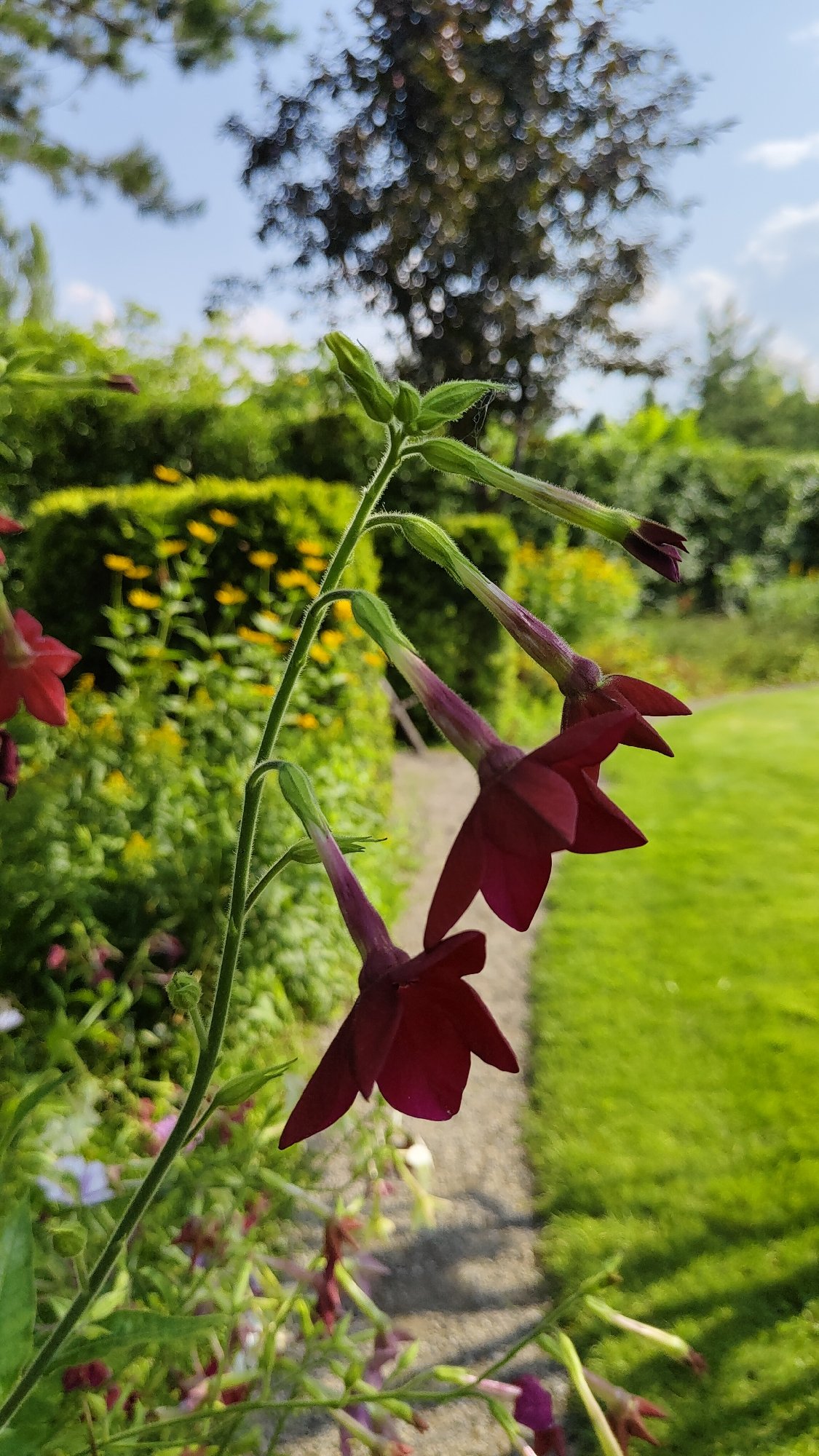 Close-up garden flower photography in Krasnoyarsk, summer 2026