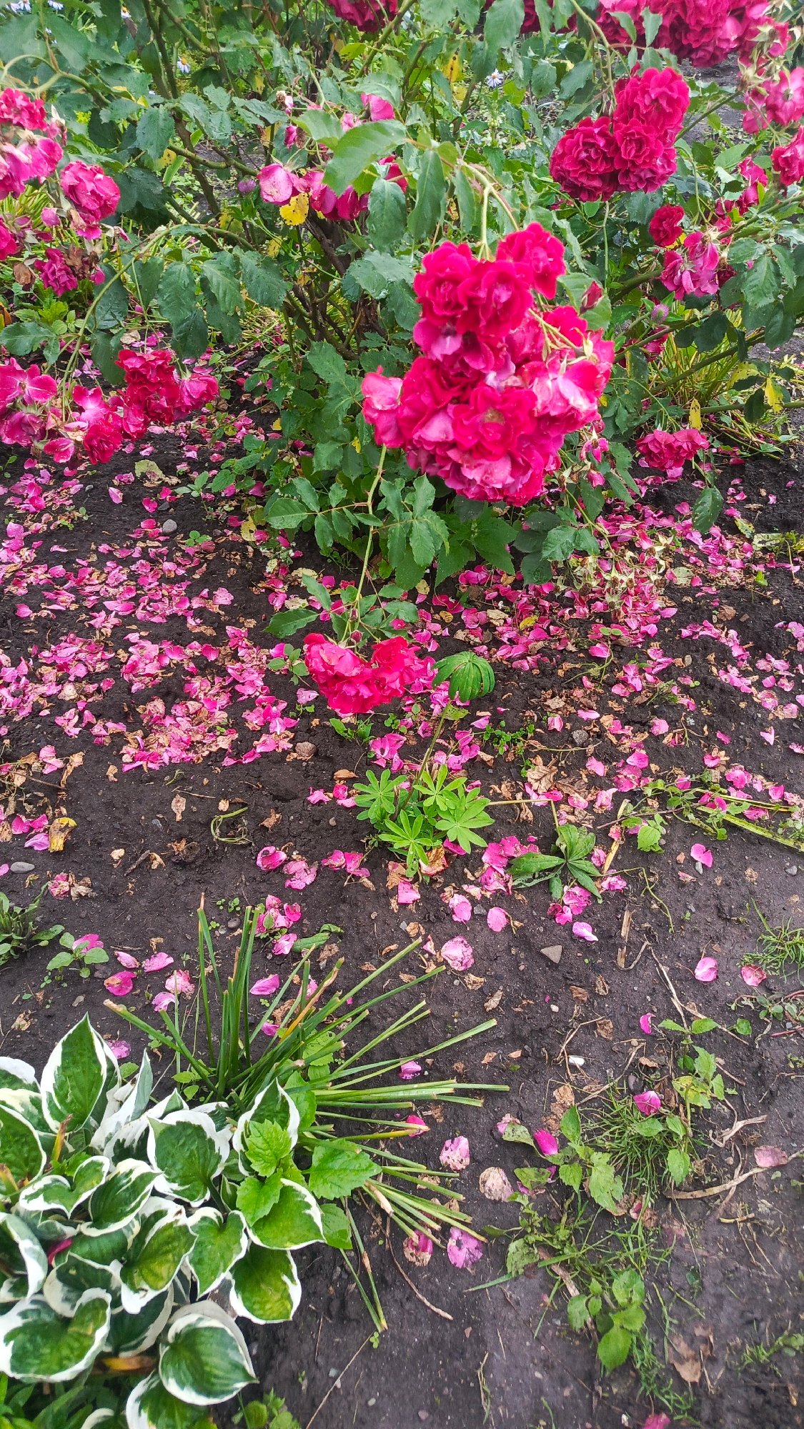 Close-up garden shots of blooming flowers after rain