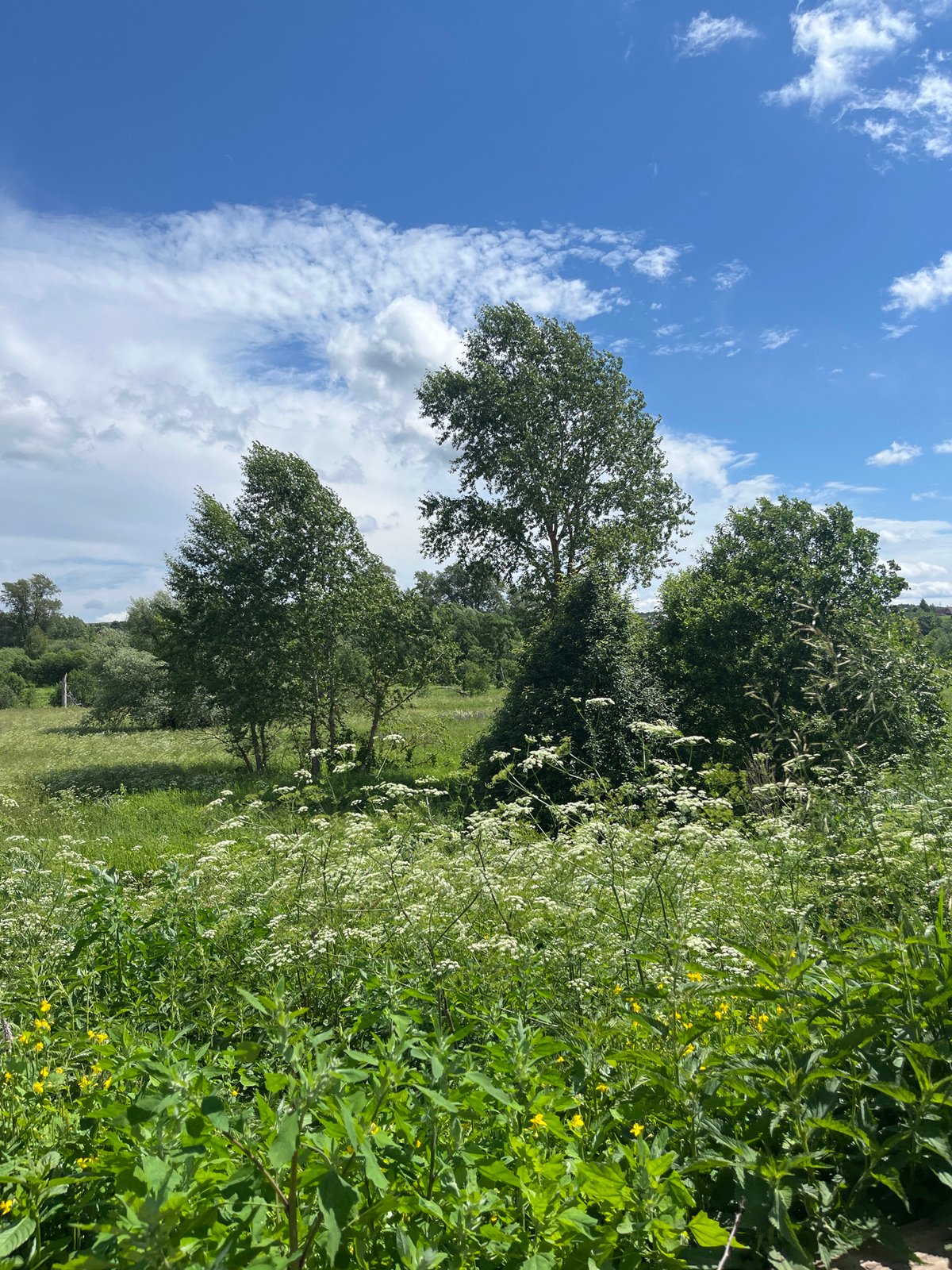 Russian rural homestead in summer bloom, gardens and all
