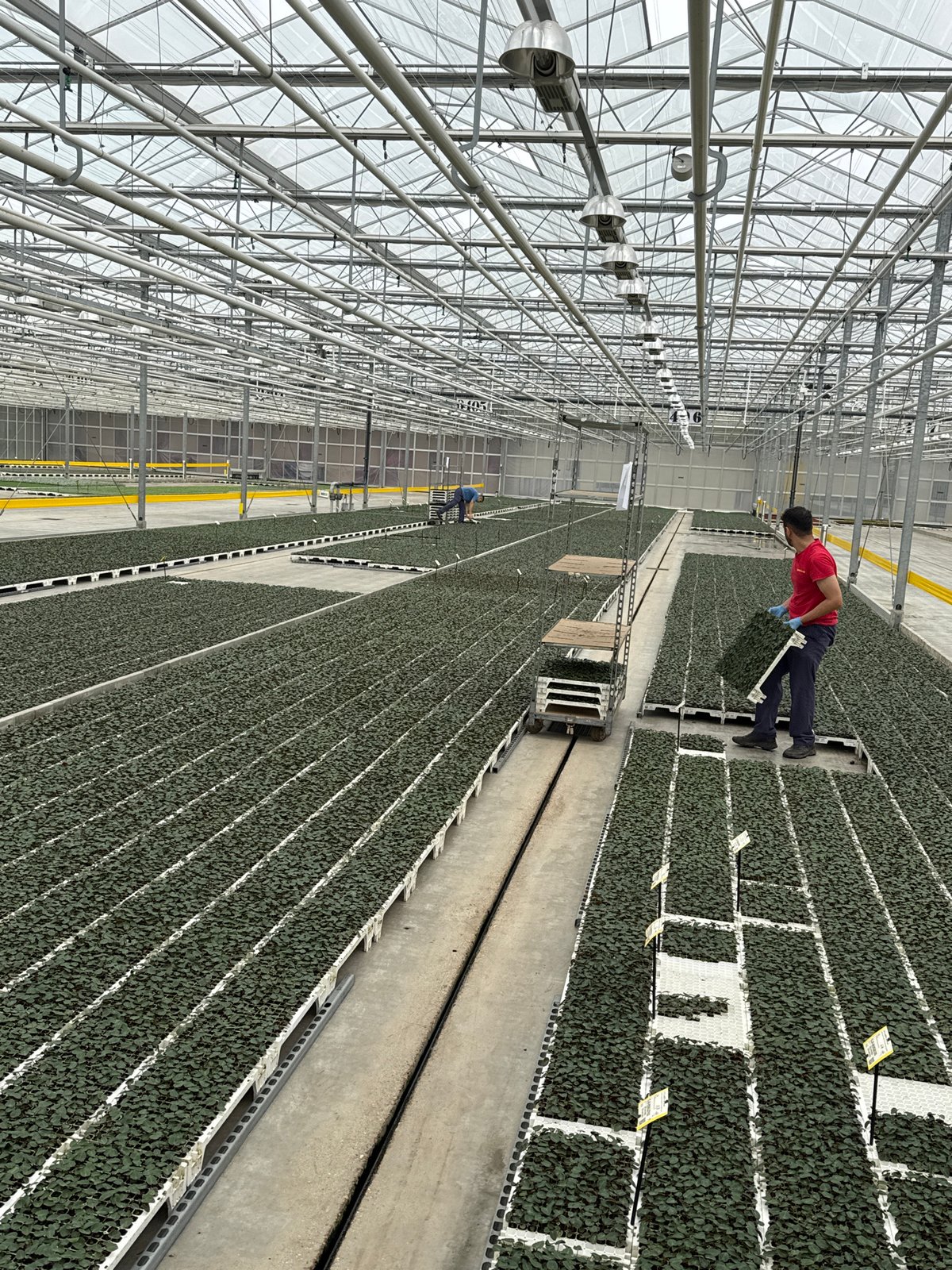 Inside a large commercial greenhouse in Maasdijk, Netherlands