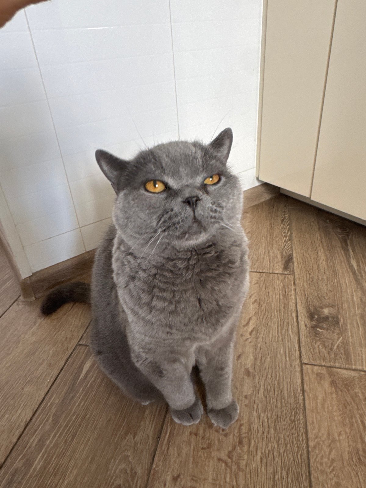 Gray British Shorthair cat poses on wooden floor, Russia