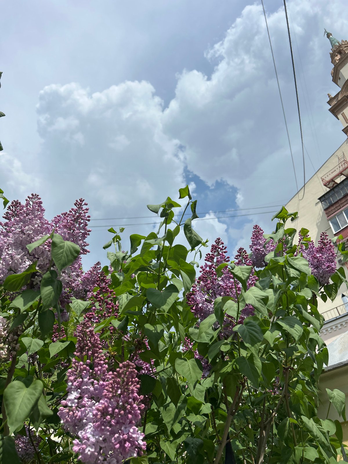 Spring flowers bloom in lilacs and daffodils display