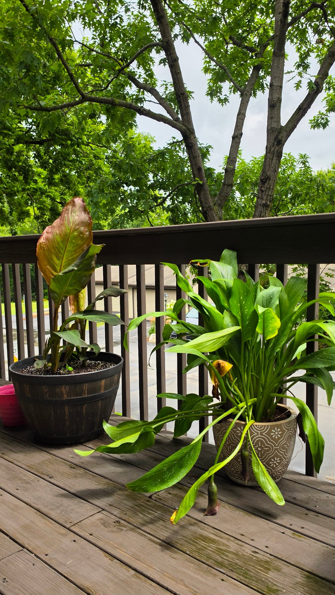 Home life in Elgin: plants, décor, a squirrel, and a workout