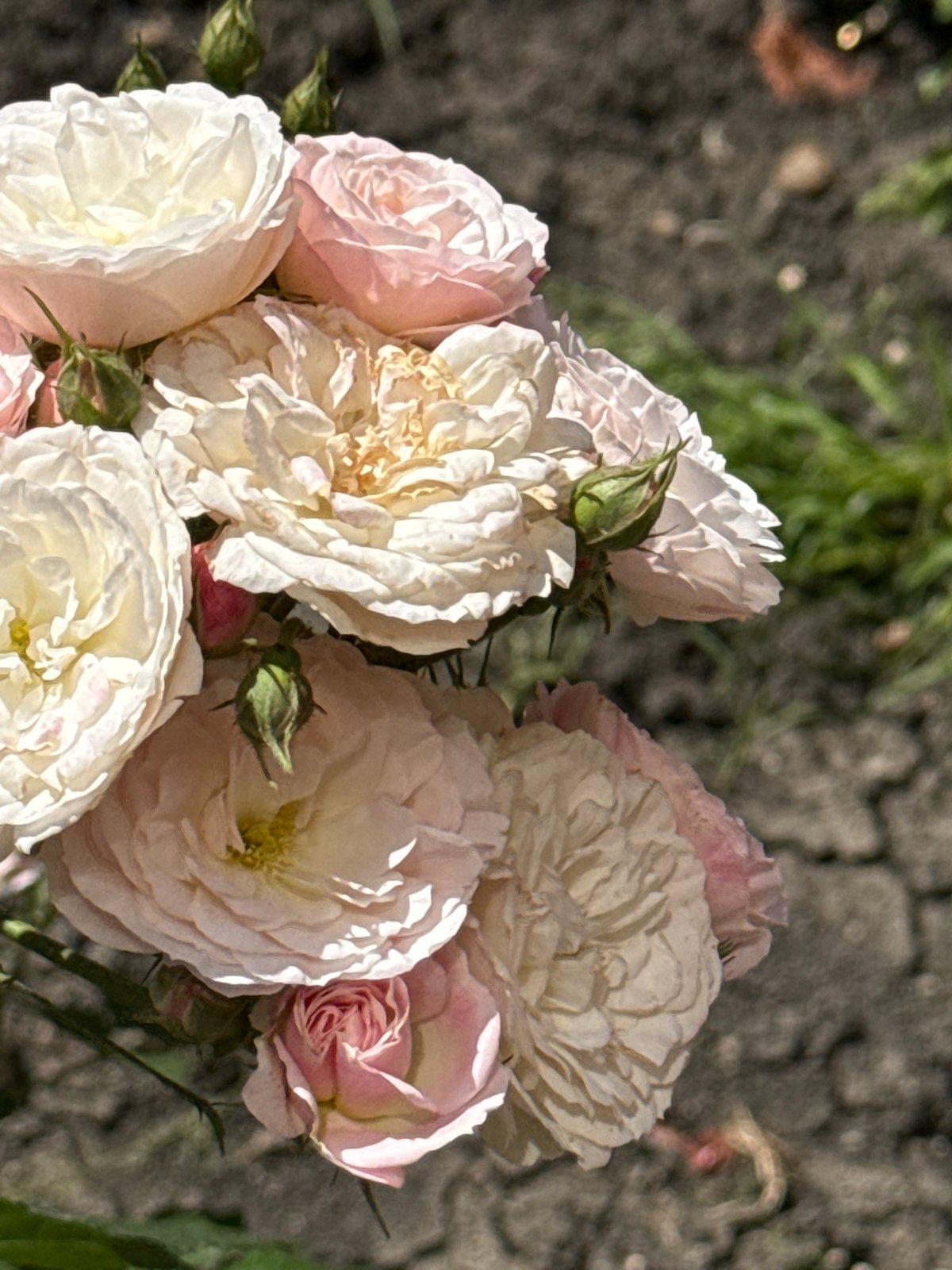 Morning garden walk captures blooming roses and urban greenery