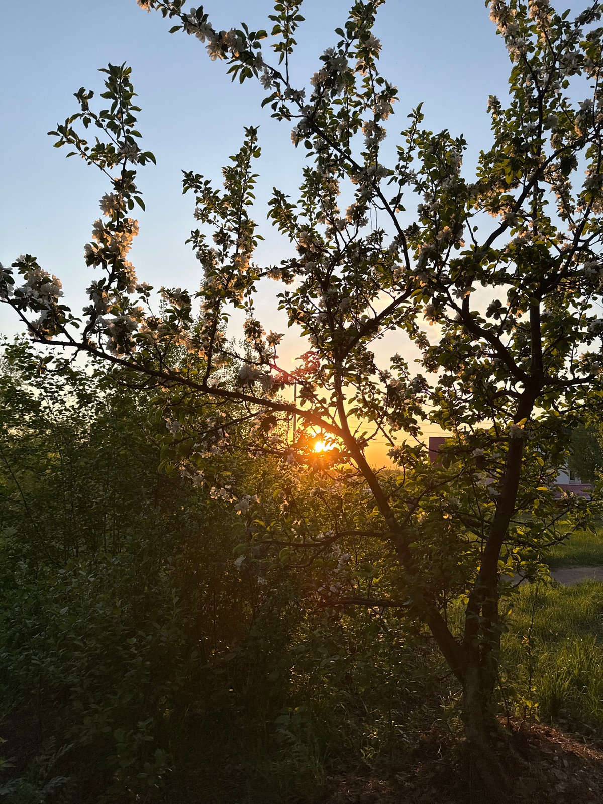 Spring blooms captured in evening light in Chaikovsky, Russia