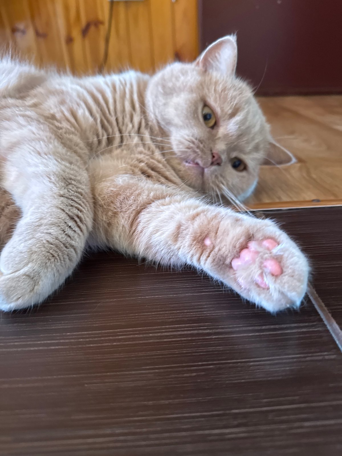 Orange tabby cat's morning routine documented over 3 hours
