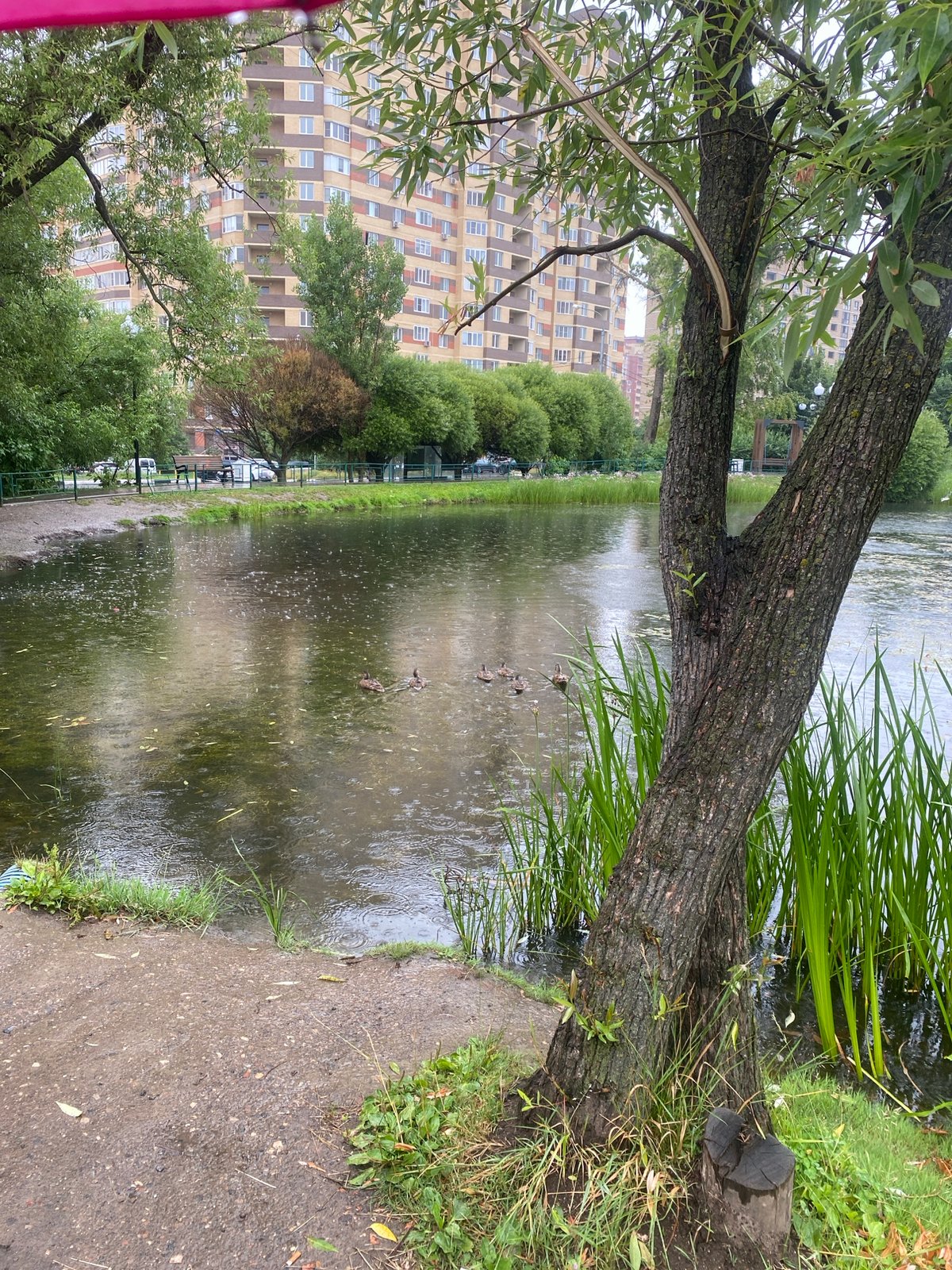 Ducklings, wildflowers, and a rainy park pond in Mytishchi