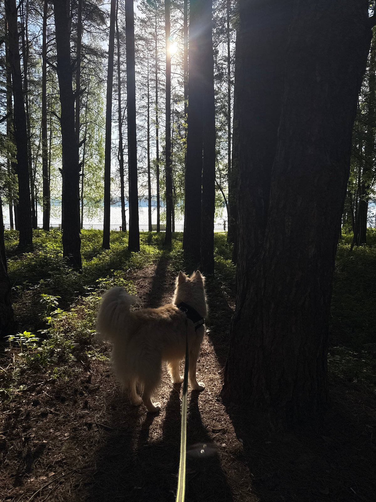 Morning life documented across Chaikovsky, Russia in seven casual moments