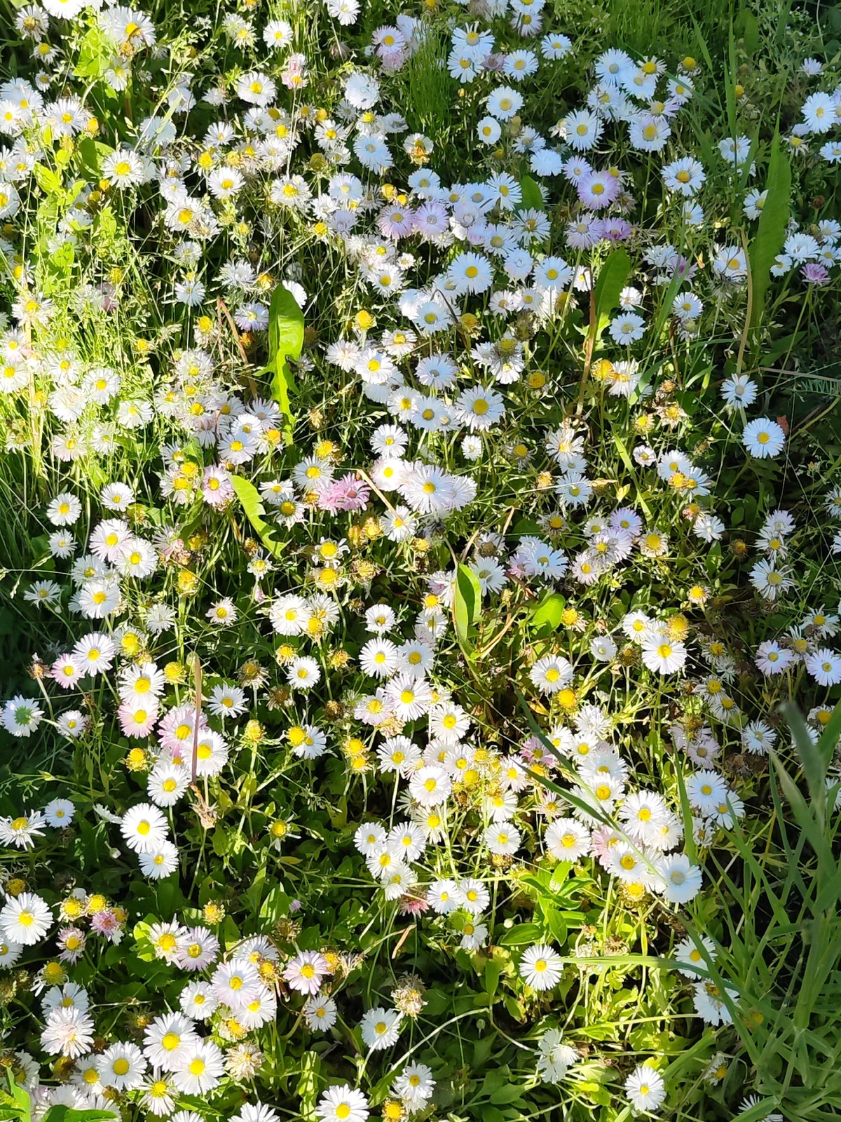 Daisy field observed under sunny conditions